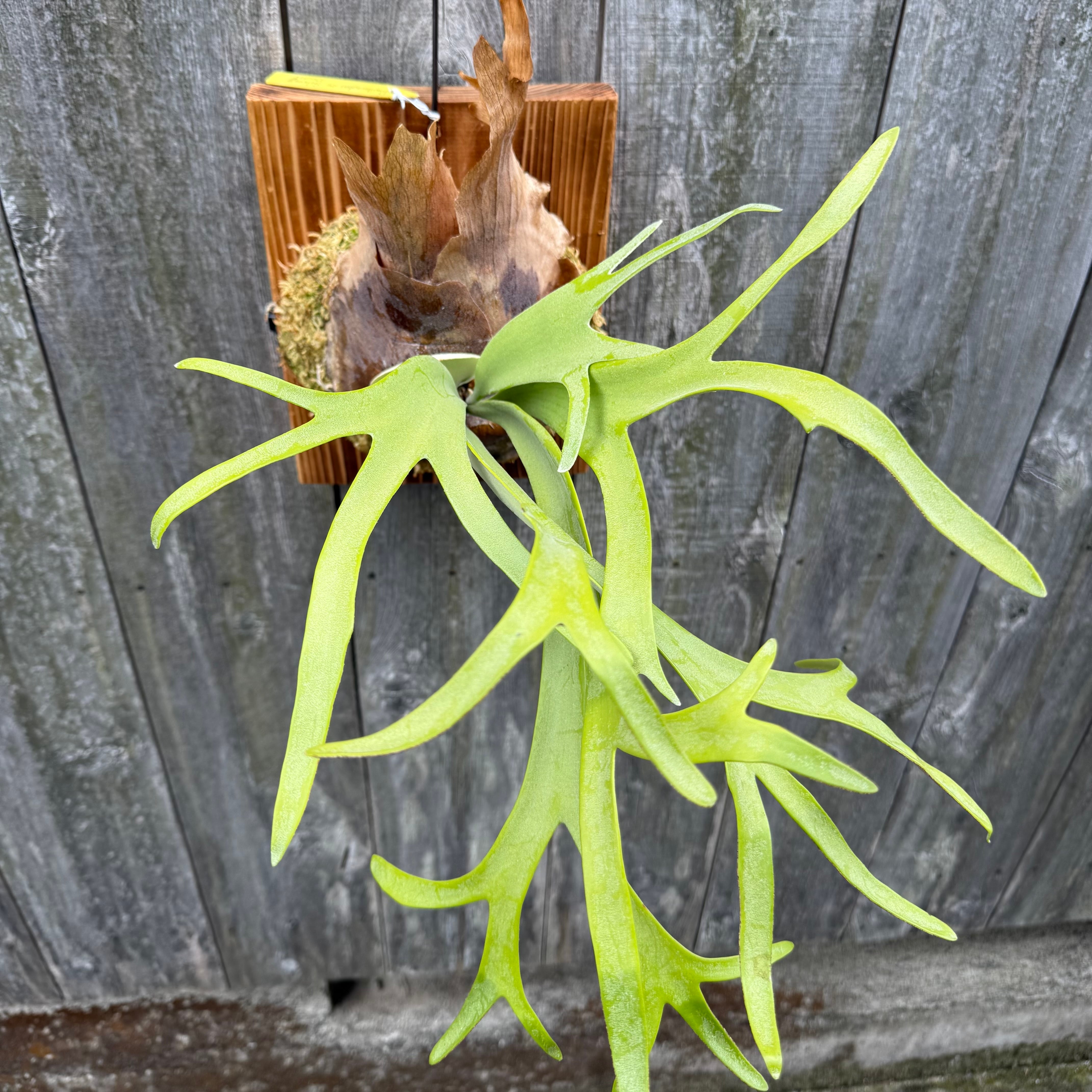 P. willinckii cv. Silvery Dwarf (pup) | naturefix