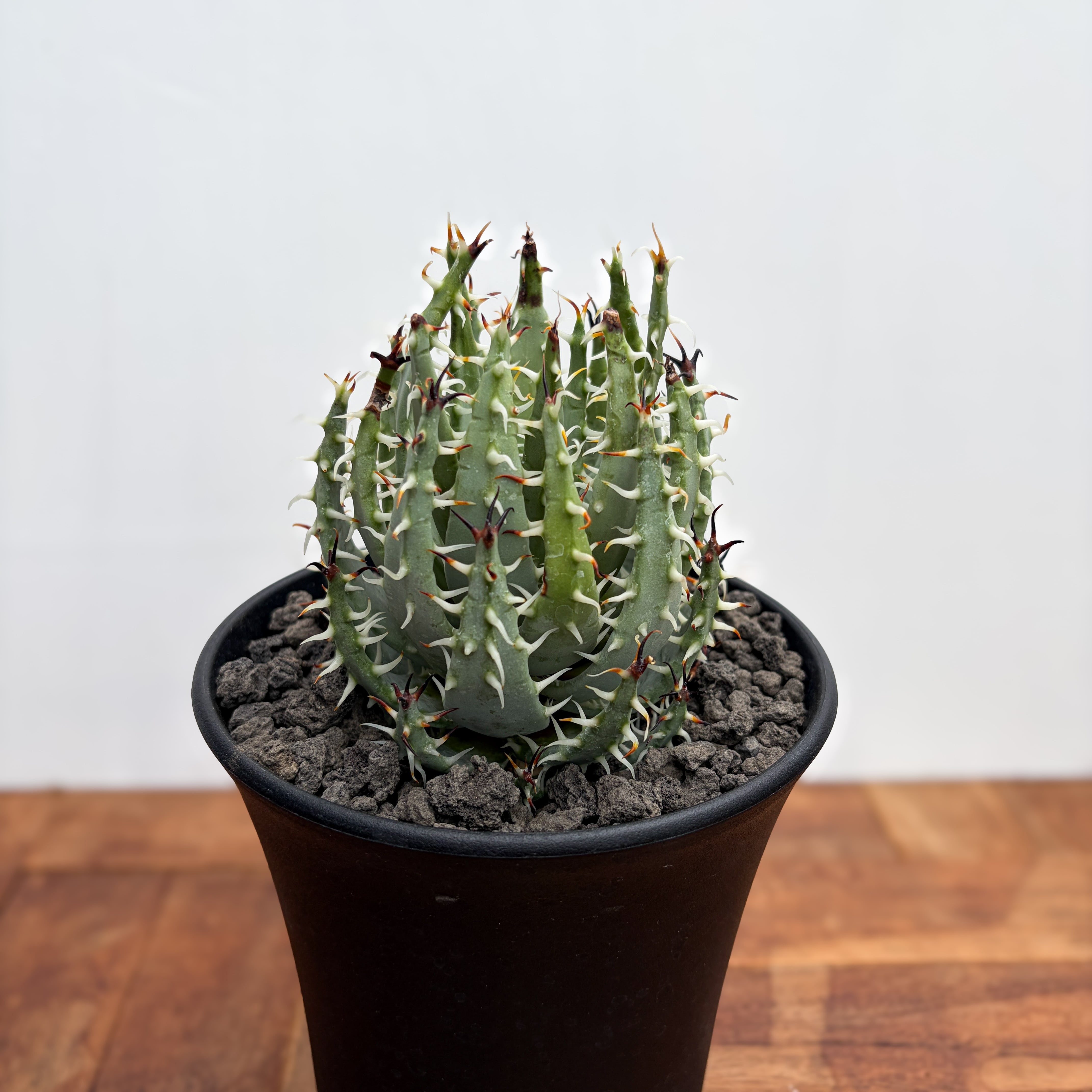 Fouquieria columnaris【フォークイエリア・コルムナリス・観峰玉
