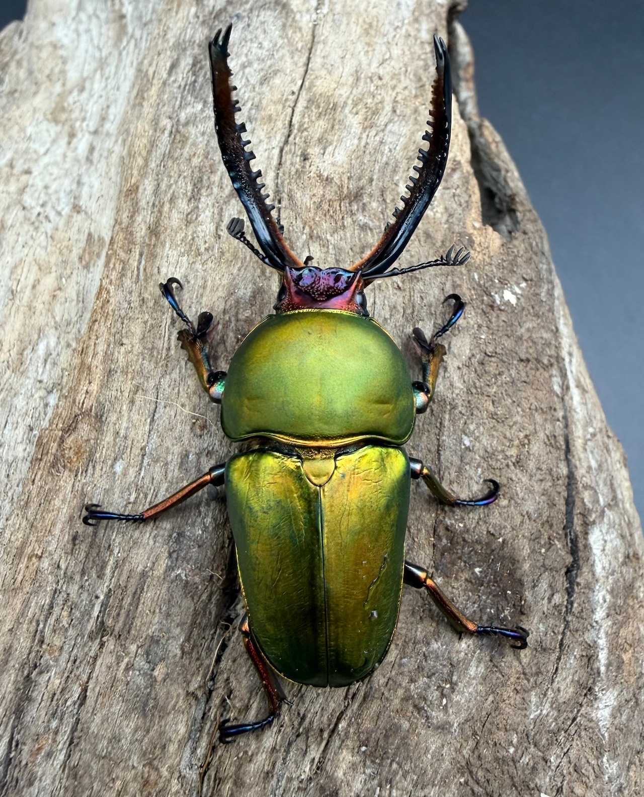 【WD】♀ブルー系《パプアキンイロクワガタ 52mm A'品ペア》