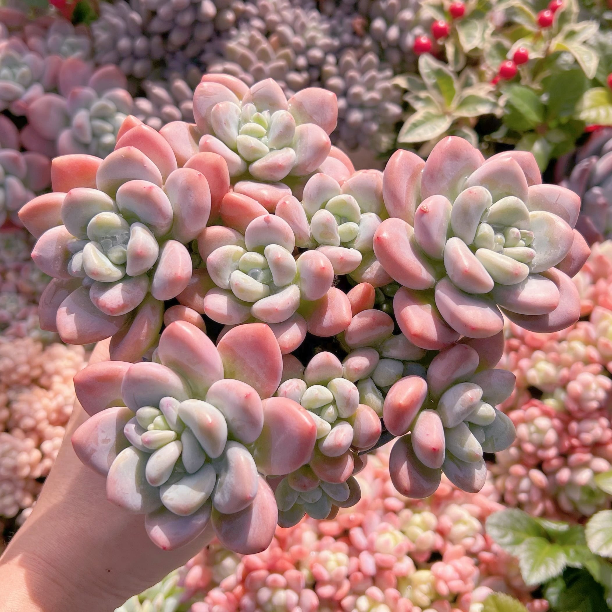 現品　マカロン#A69   特大群生16cm　るる農園