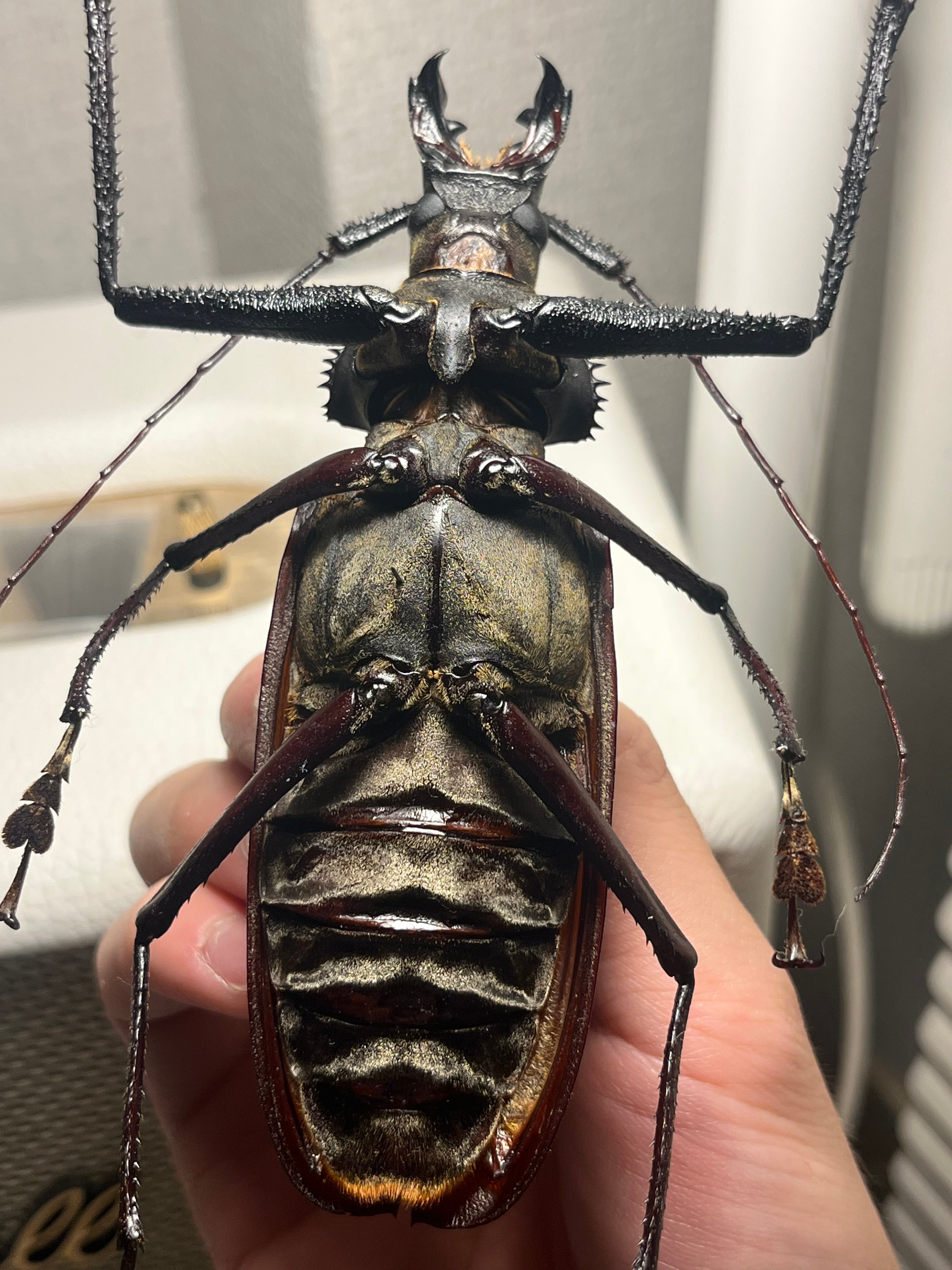 125mm♂】スジバネトゲフチオオウスバカミキリ ブルウスバカミキリ