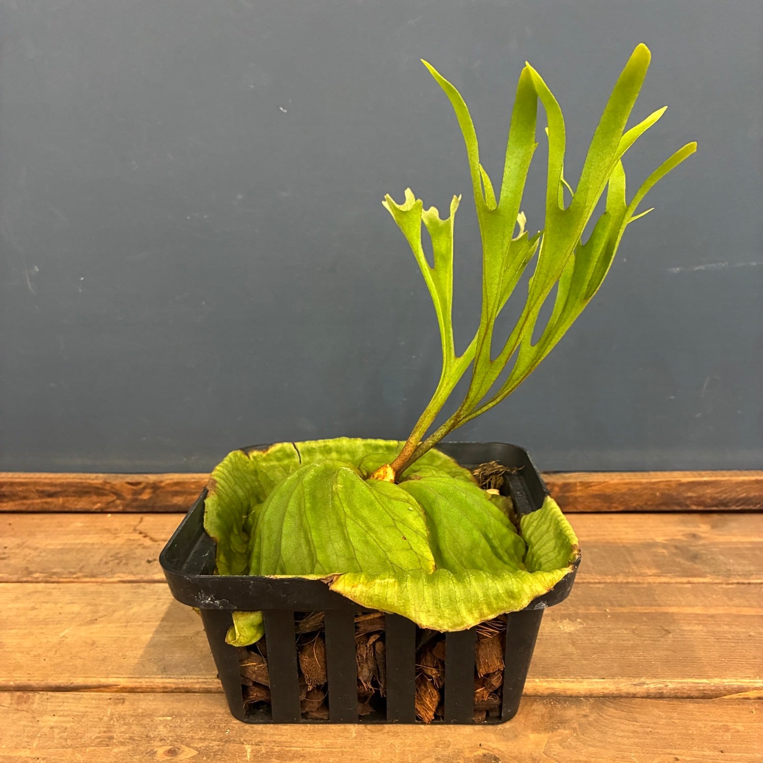 秋の植え替えフェア対象】【伊藤蟻】ビカクシダ リドレイ (upright