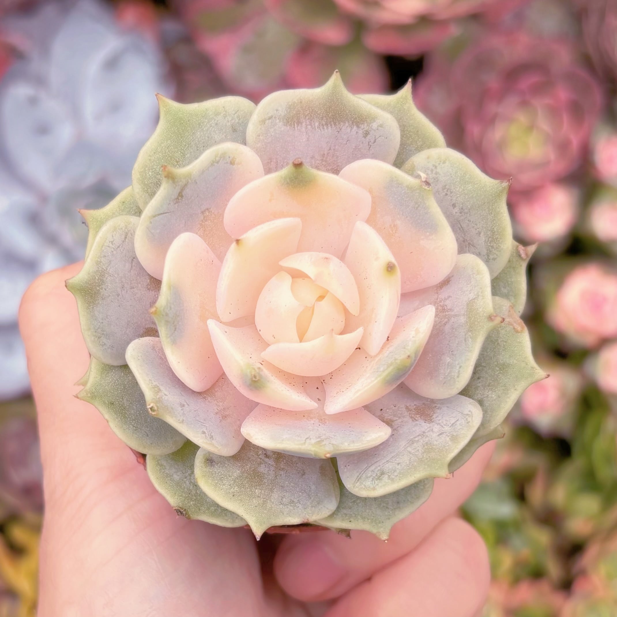 現品　ローラ錦#F223　るる農園