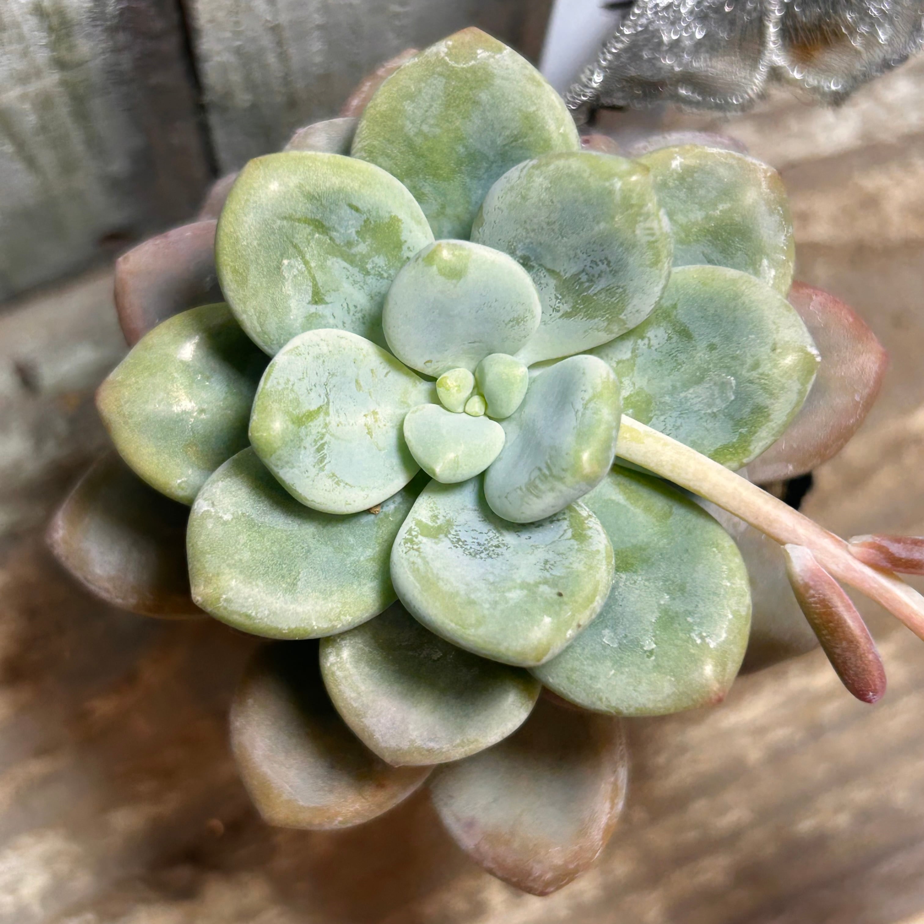 雪の妖精 | RuPo 多肉植物専門店