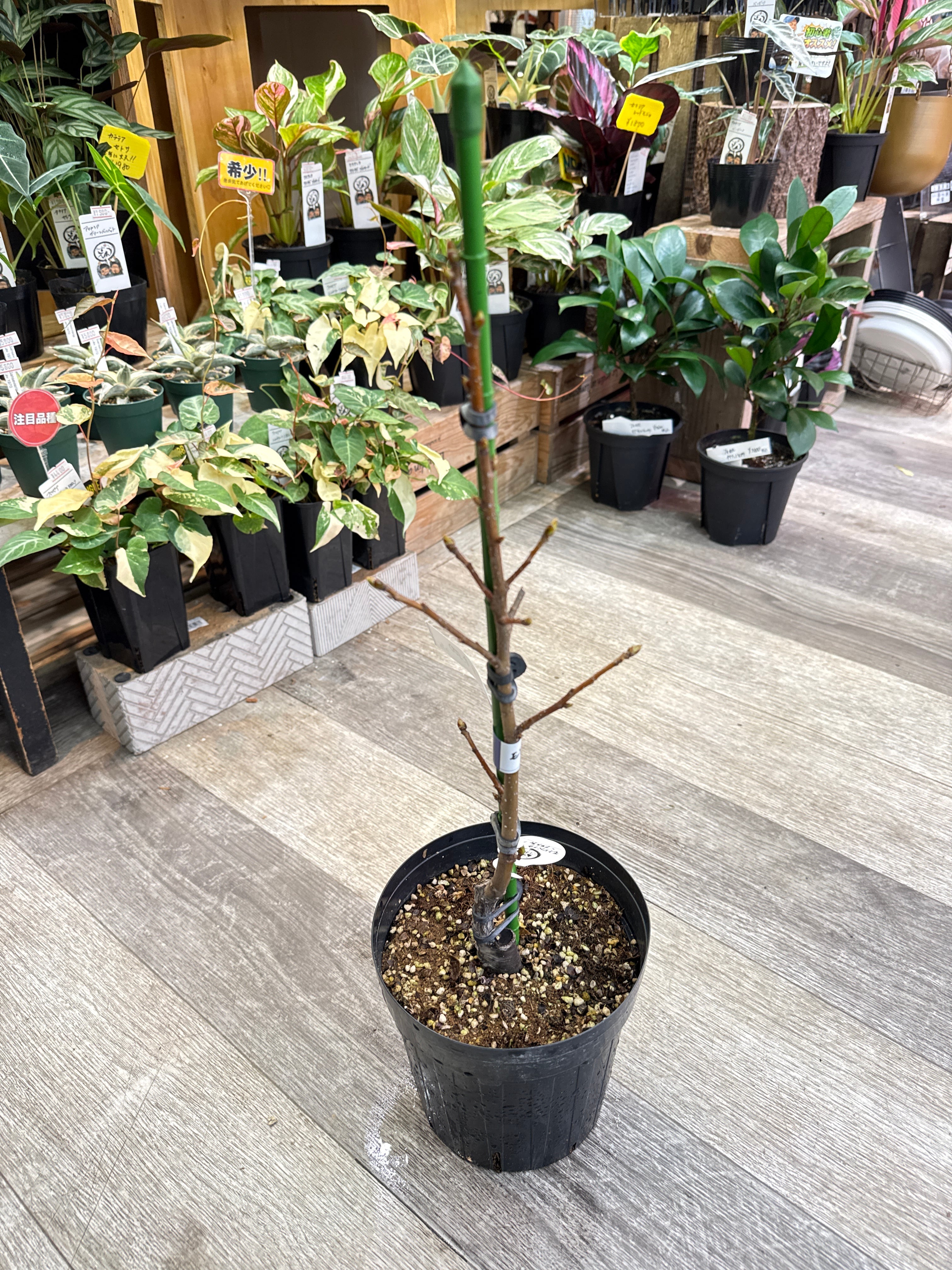 ビカクシダ ベイチー | Gardenえん 【観葉熱帯植物】
