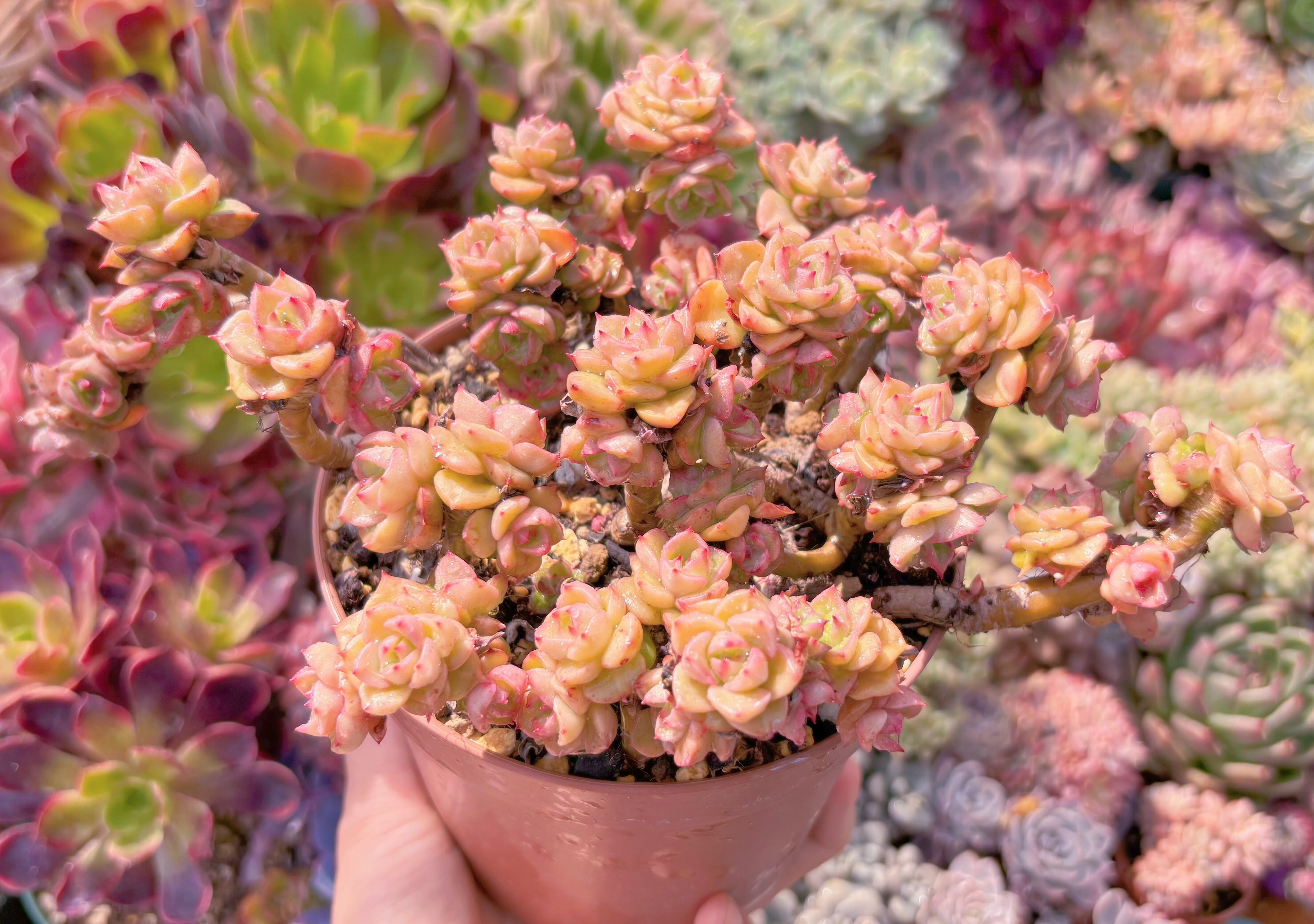 現品　ヌダ#2010　群生　古株　るる農園