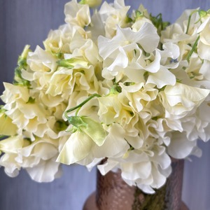 【スイートピー先行販売　数量限定　即出荷】③　ステラ（クリーム色）　50本　