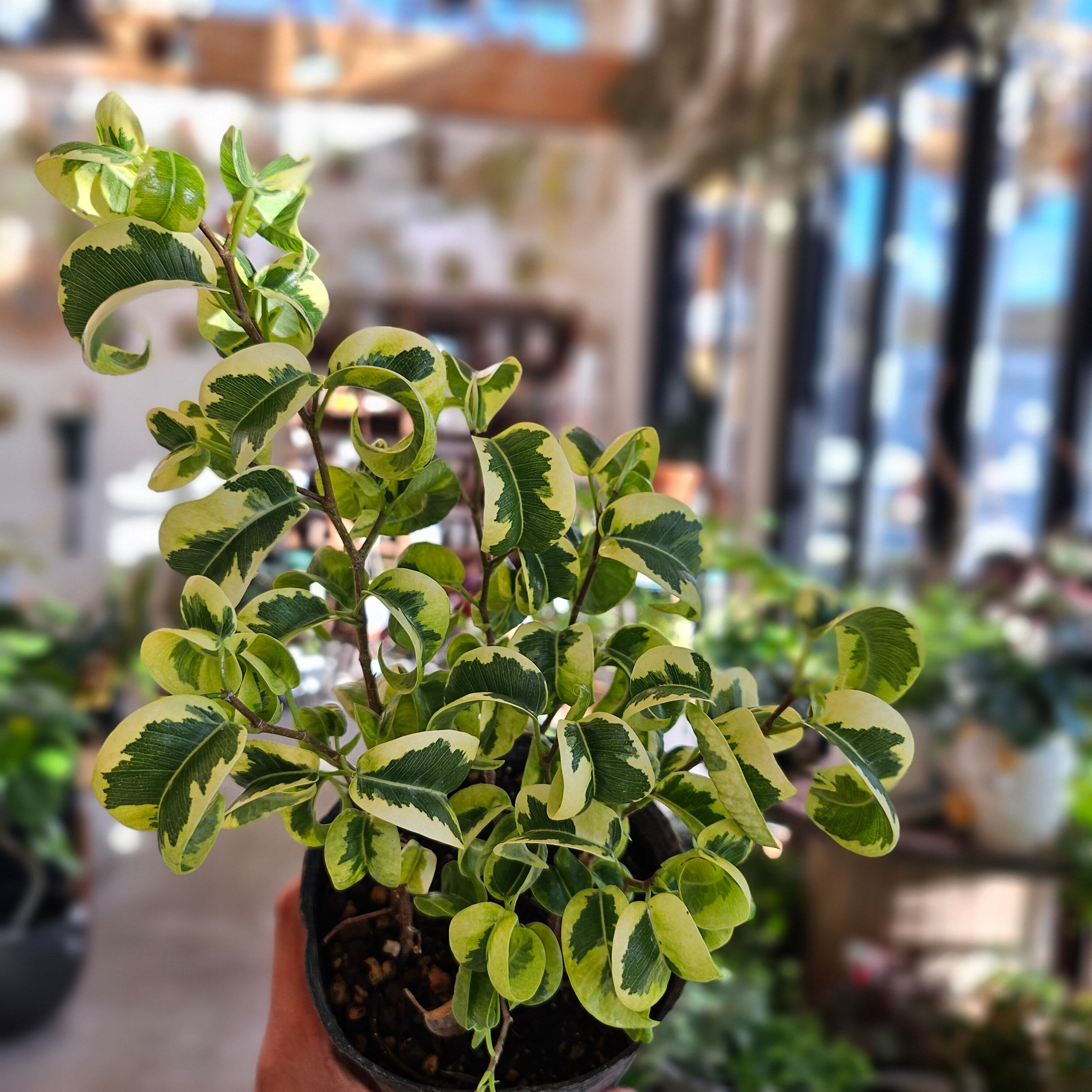 Sansevieria 'Tower Variegated' サンスベリア・タワー 斑入り | Pay ID