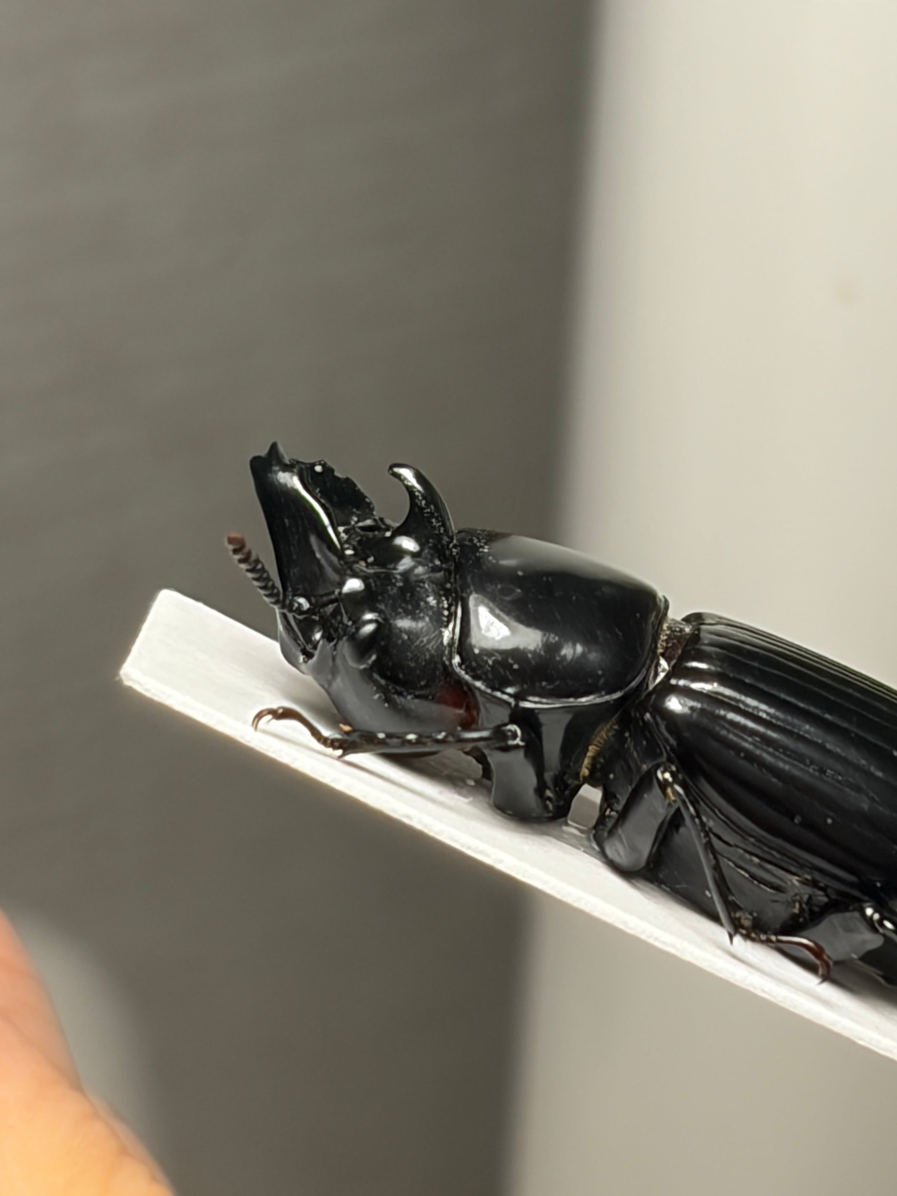 30mm】カラステングゴミムシダマシ 標本 Phrenapates | オモニキチュウ