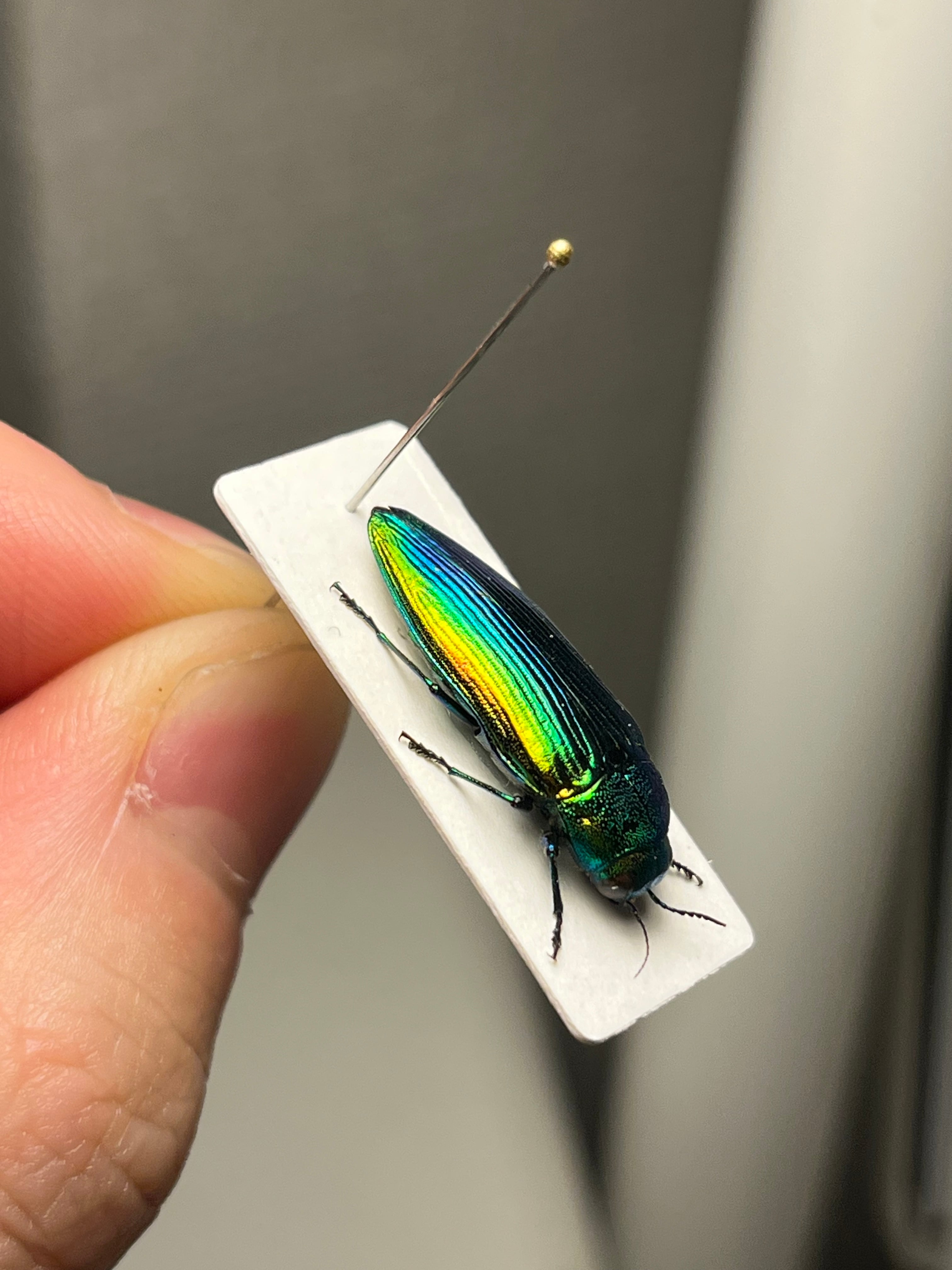 青玉虫最高峰】エゾアオタマムシ Bigサイズ 昆虫標本 コブハムシ