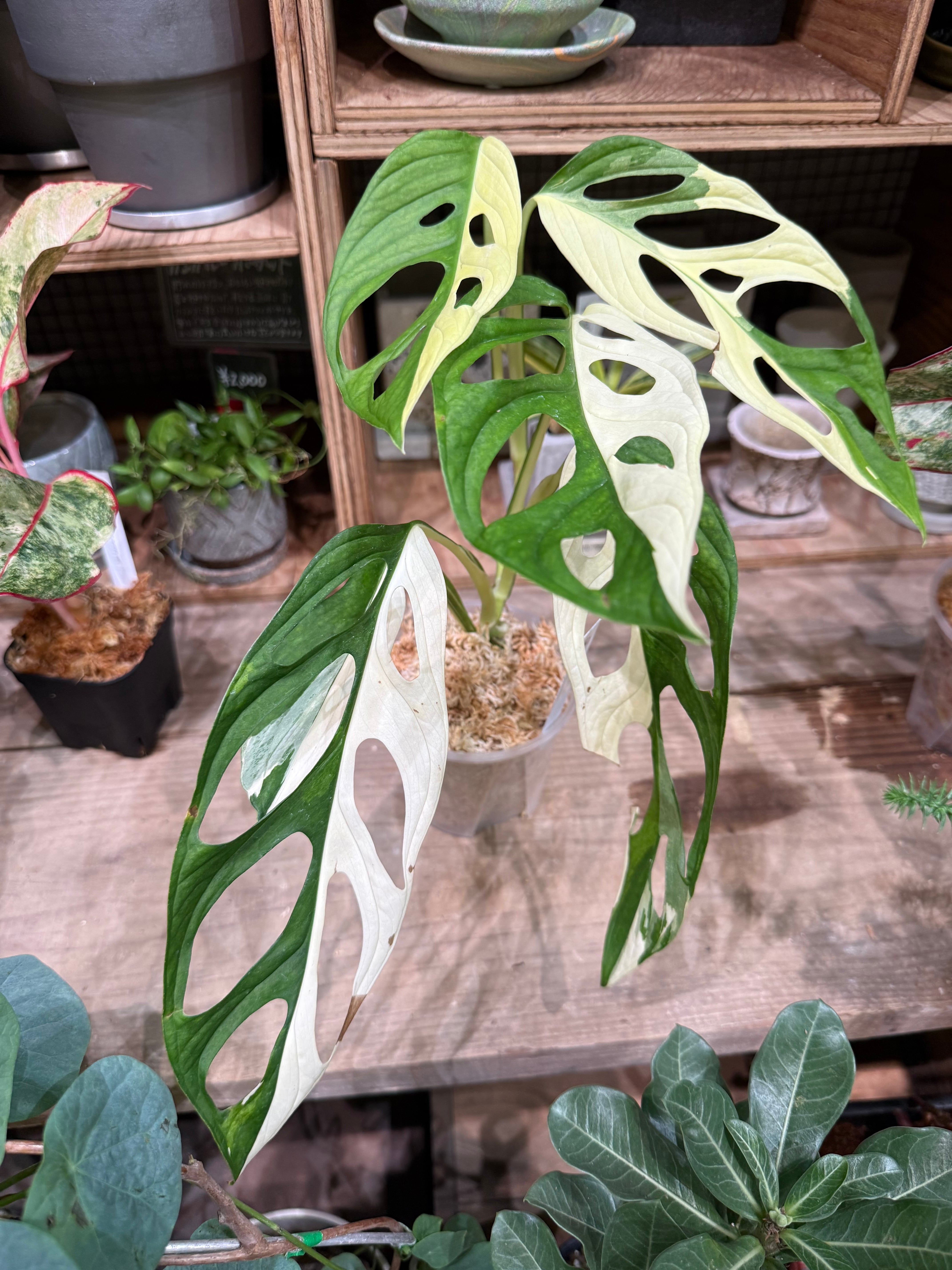 リプサリス ホルビアーナ | MIDORIYA 観葉植物専門店