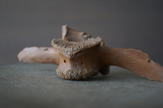 黒竜江省産シカ脊椎骨 Deer Vertebra 2307