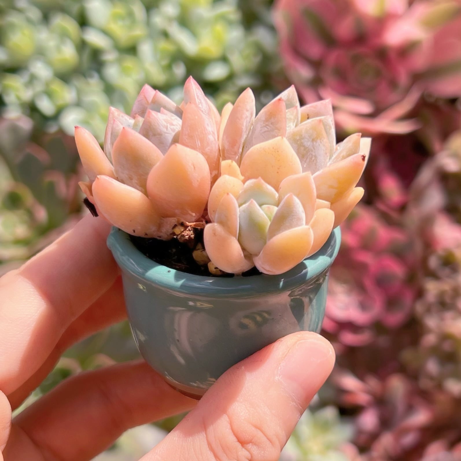 多肉植物❤️スモールサークル❤️3頭9cm!実生拔キ苗！ 【公式通販】