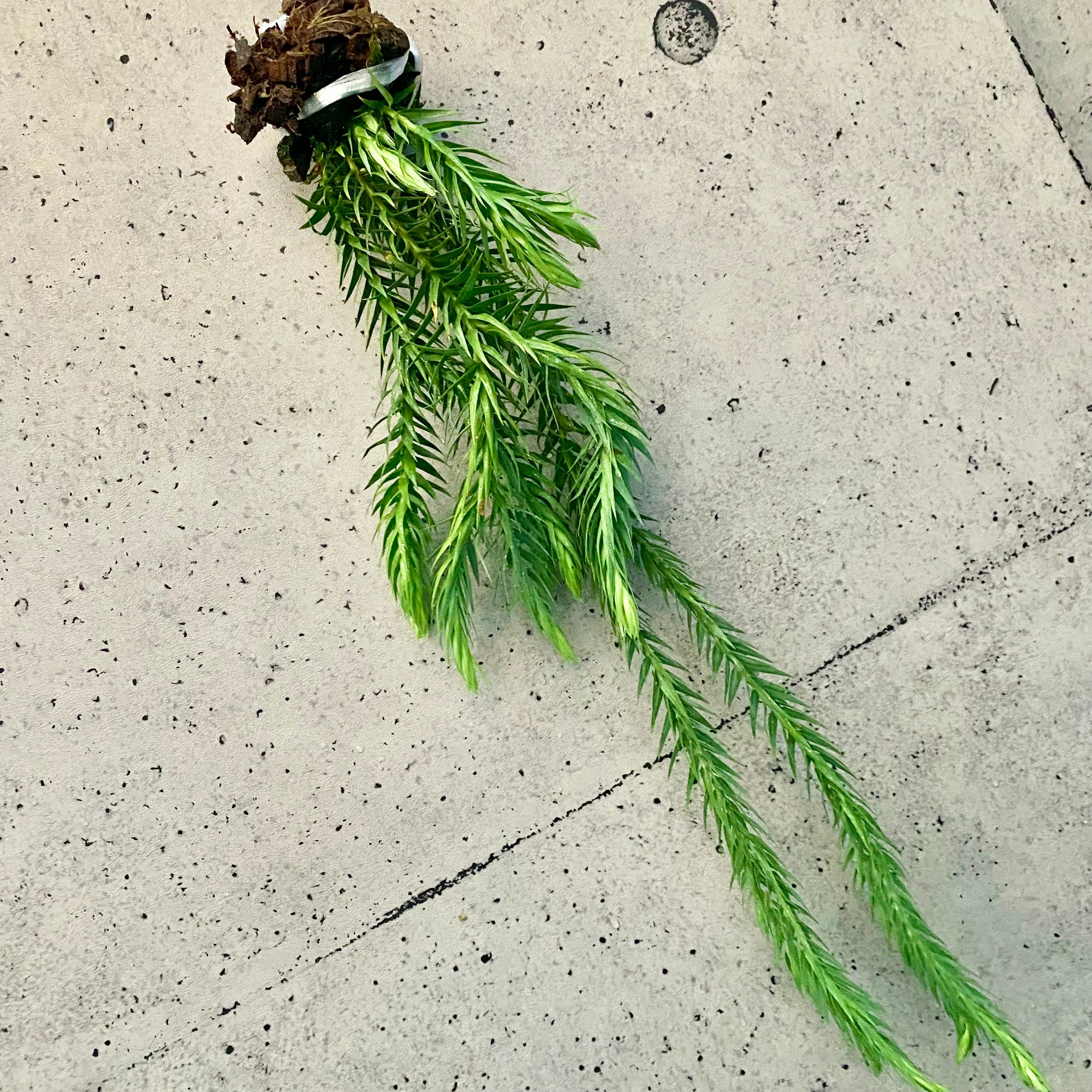 Planet Plants プラネットプランツ