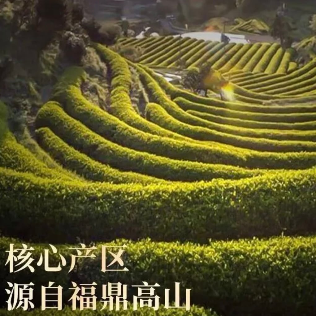 白茶】老白茶 10個/袋 | 五福茶荘