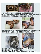 ■飯干様 ご予約商品「11月26日 16時～18時」1箱：10kg入り【釣り餌用 ムール貝】Mサイズ商品 10