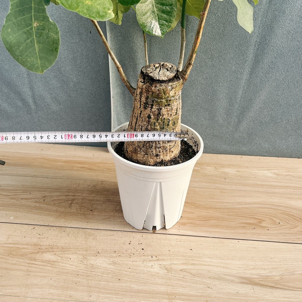 現品］【希少】16番 ボンバックス 6号 塊根植物 コーデックス 観葉植物