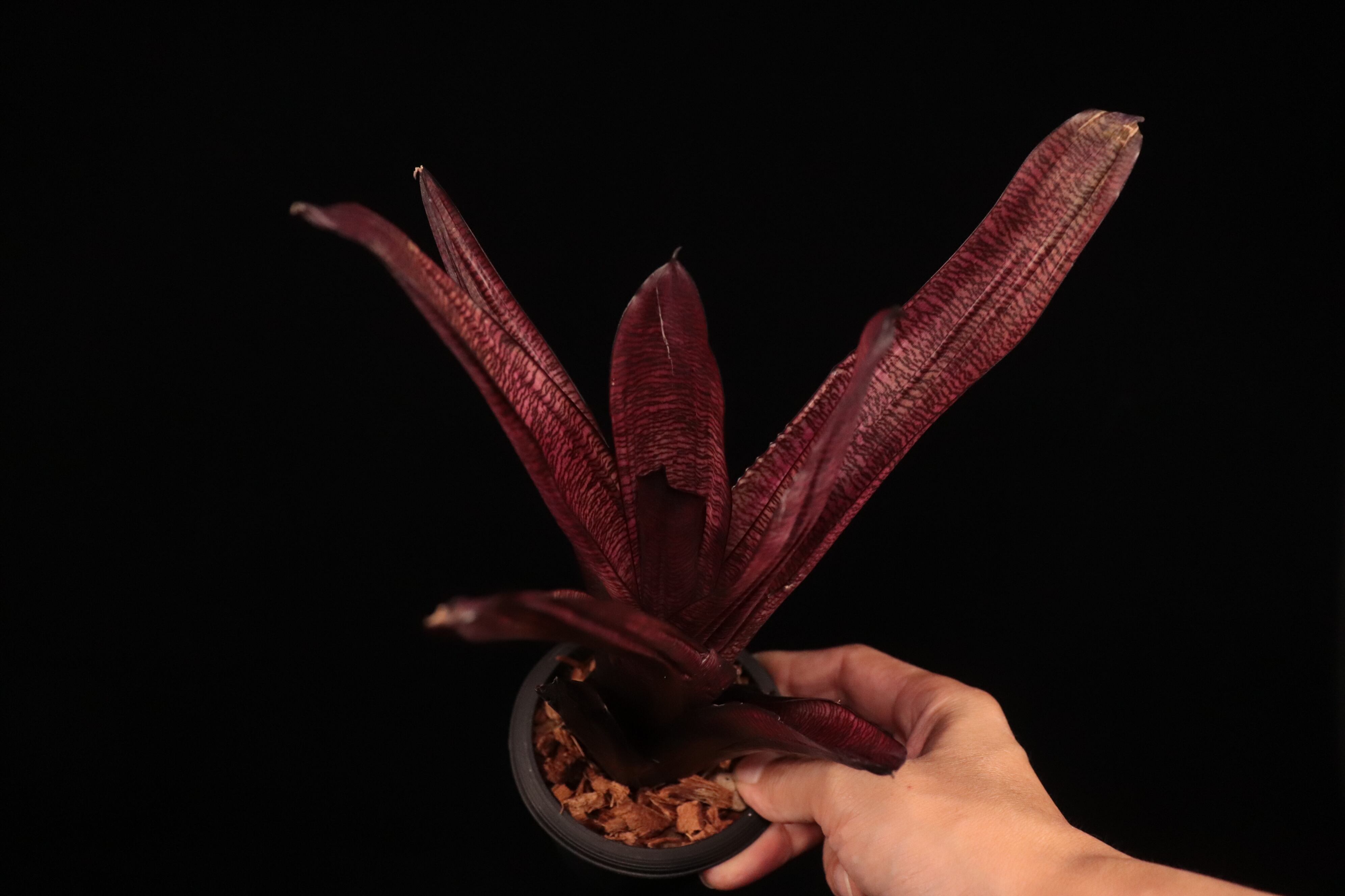 【送料無料】Vriesea 'Swagger'〔フリーセア〕現品発送V133 送料無料】Vriesea 'Swagger'〔フリーセア〕現品発送V133