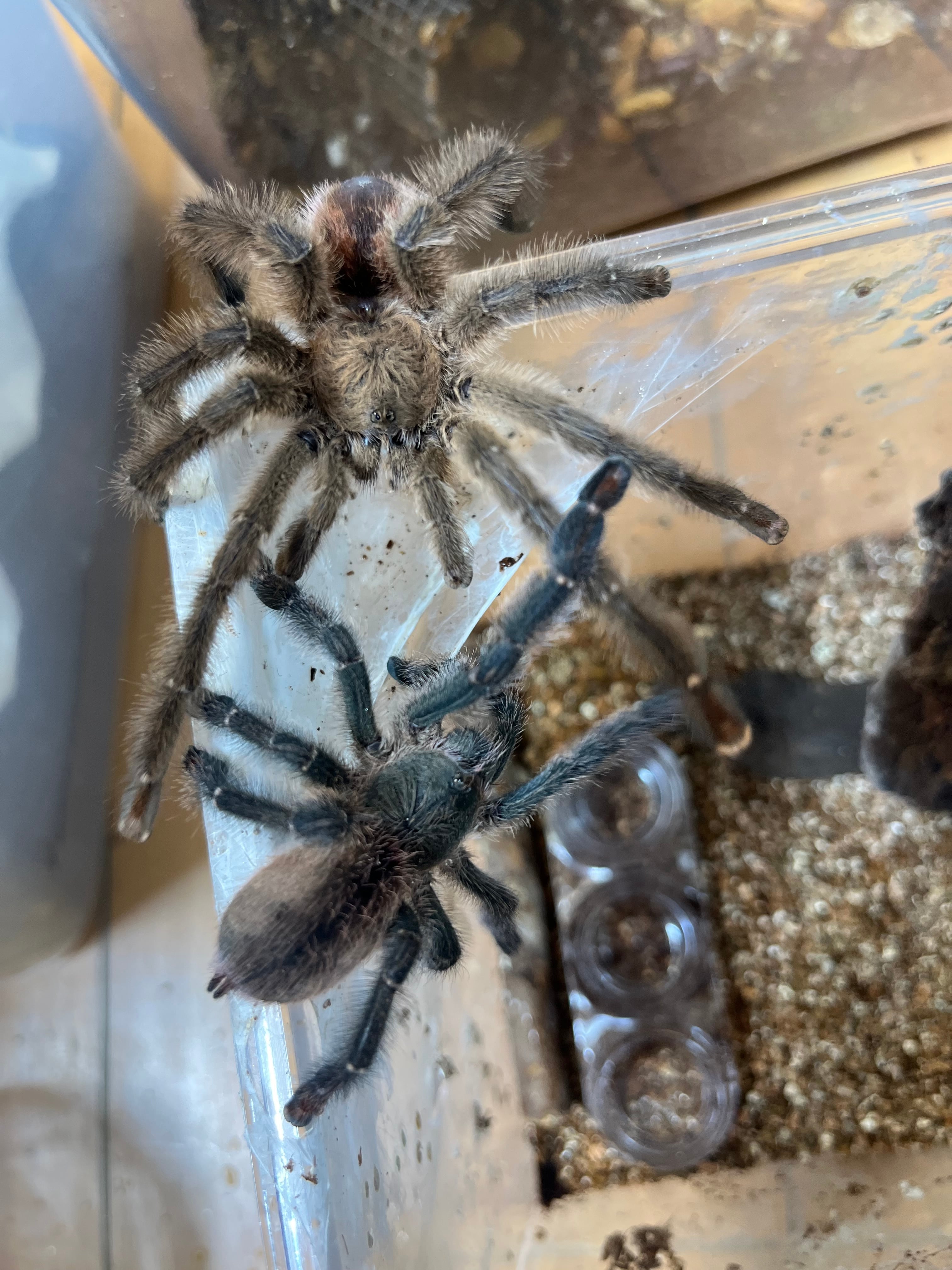 ペア】オリベイラフェイスハガータランチュラ LS7cm程 ムカデ