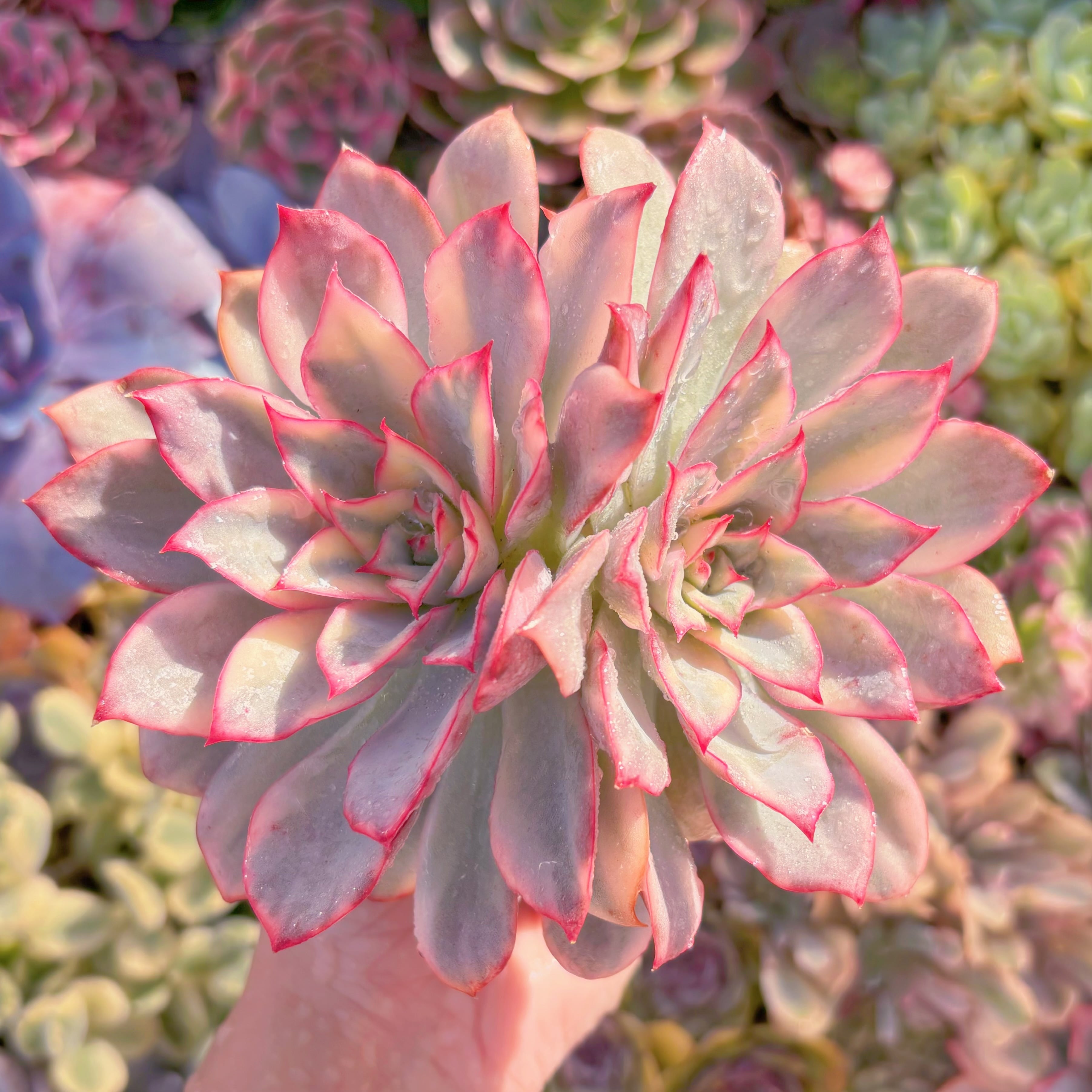 現品　月光女神錦#275　2頭群生　るる農園