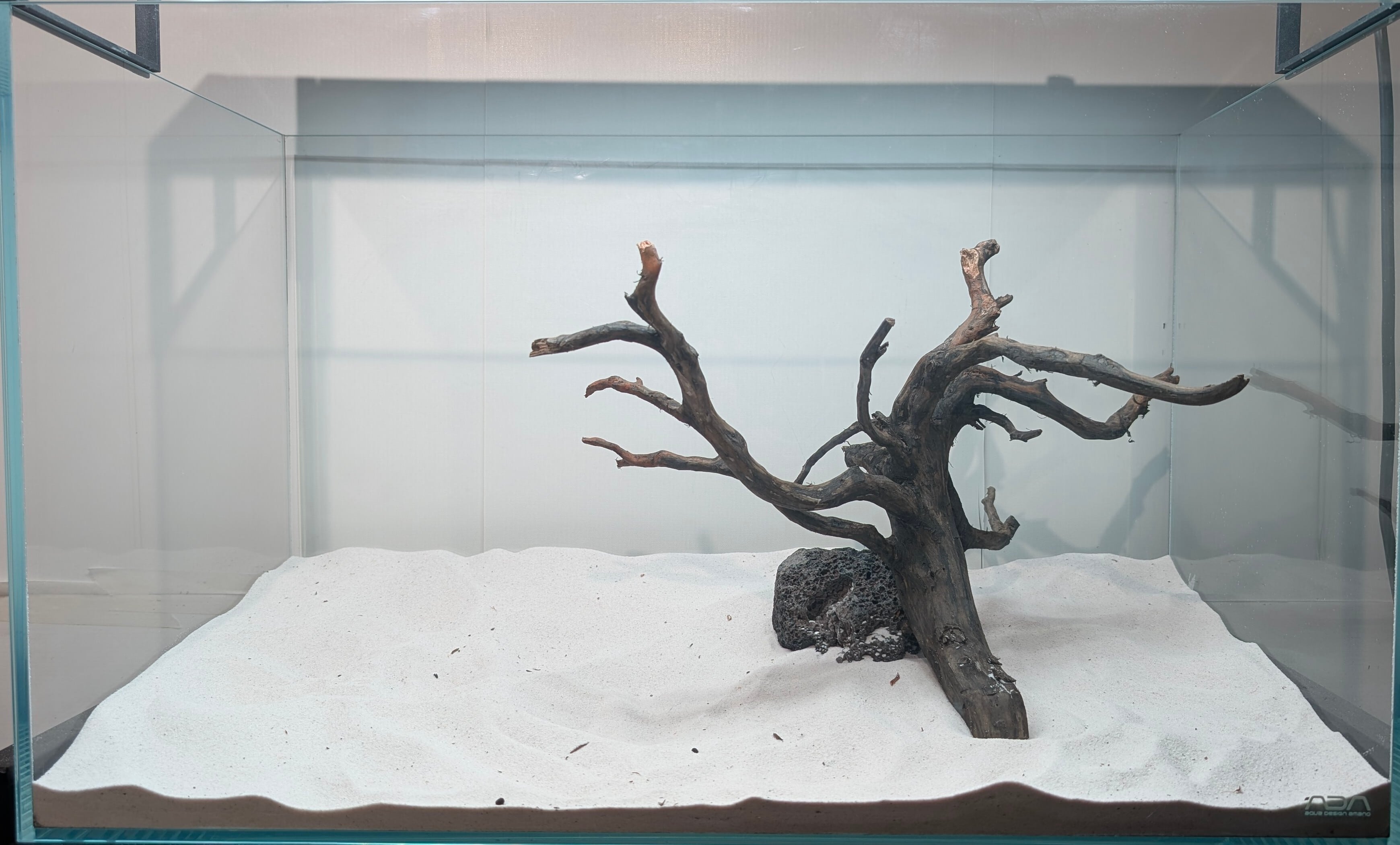 ブラックスマトラブランチウッド【BSB115】流木 アク抜き処理