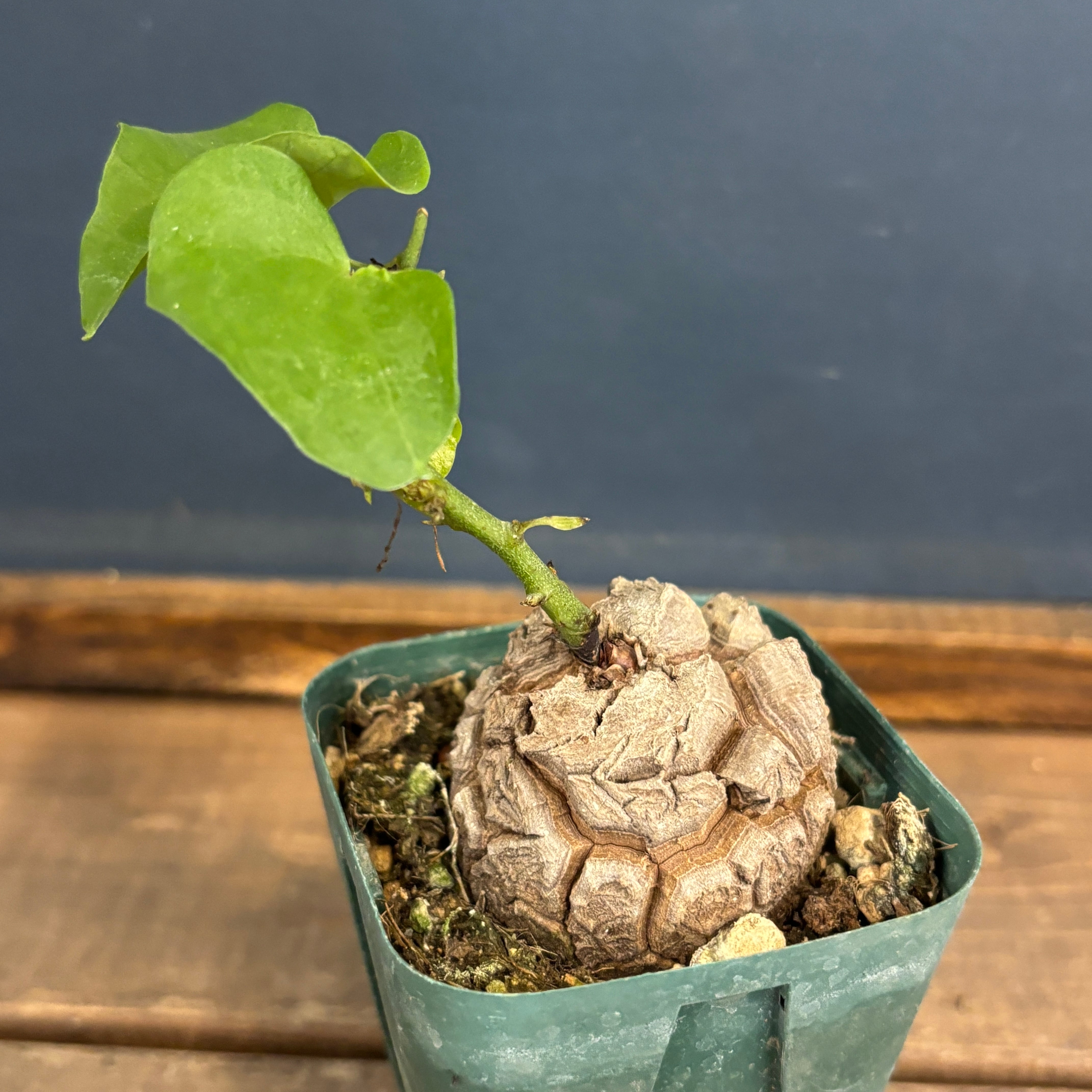 亀甲竜（ディオスコレア・エレファンティペス） 実生5年 園芸ネット本店｜[ザ・ファームセレクト]ディオスコレア（亀甲竜