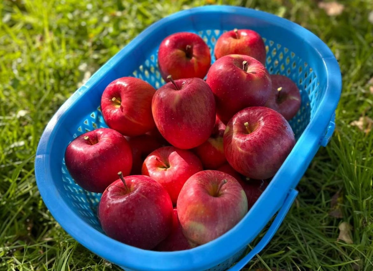 馬糞たい肥で育てたUMAPPLE3kg ※東日本の引退馬