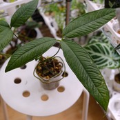 【希少】Anthurium moonenii / アンスリウム ムーネニー③ / 観葉植物<育て方・花言葉>