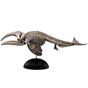 アクアテイルズ #2-005 セミクジラ(骨格)