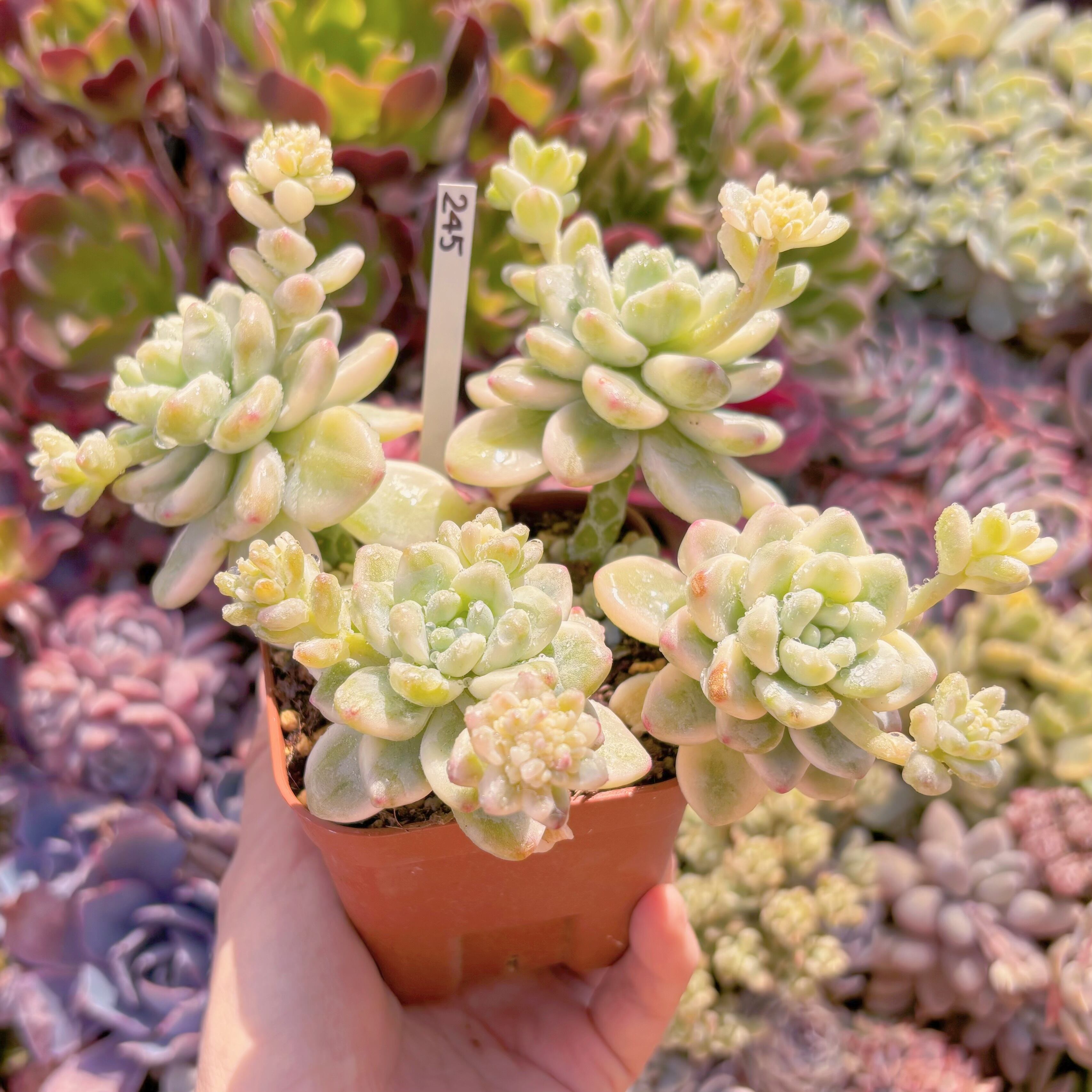 現品 ラウル錦#245 新入荷 るる農園 | るる農園~多肉植物専門