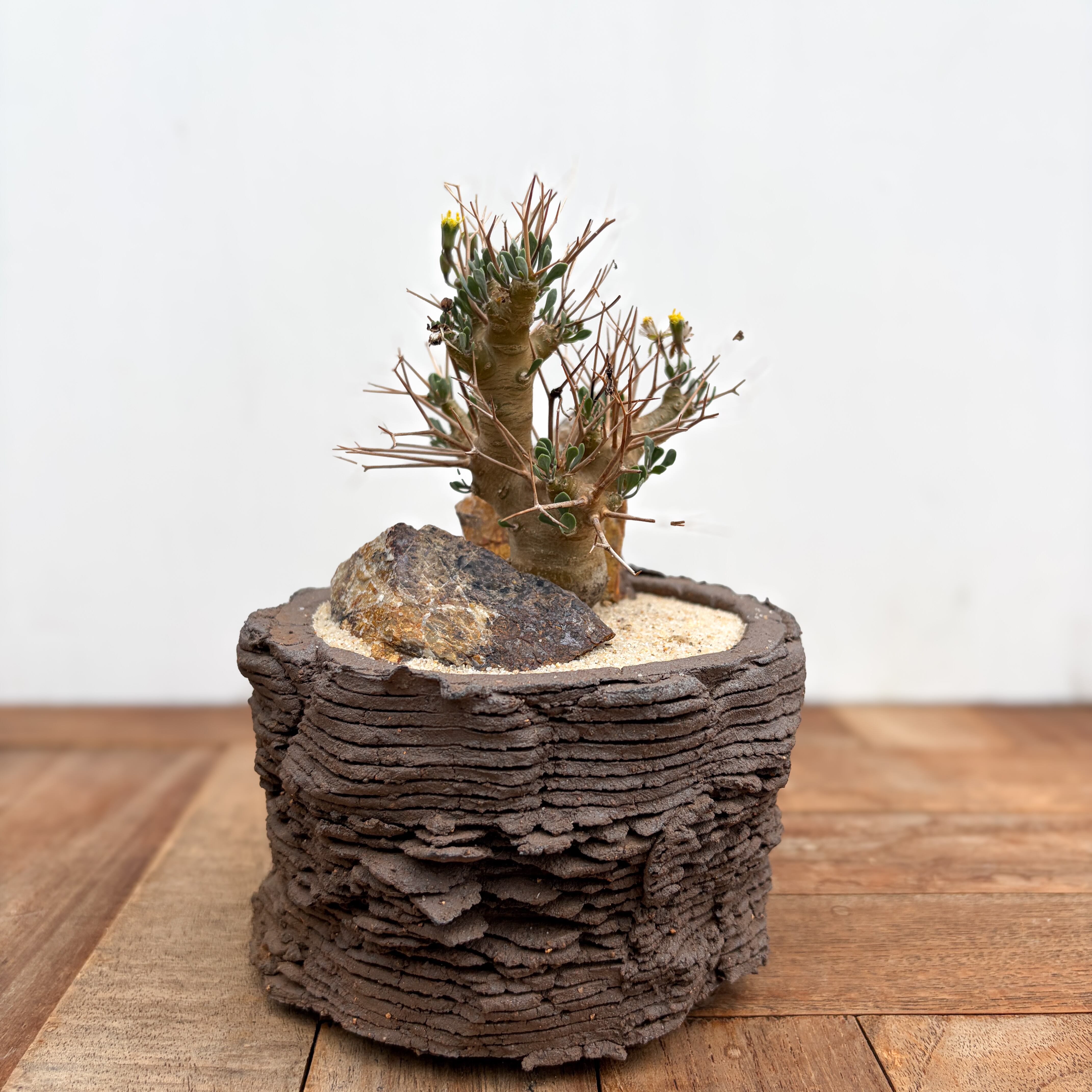 Othonna euphorbioides【オトンナ・ユーフォルビオイデス with POT