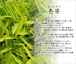 カムロザサ(禿笹)のポット苗