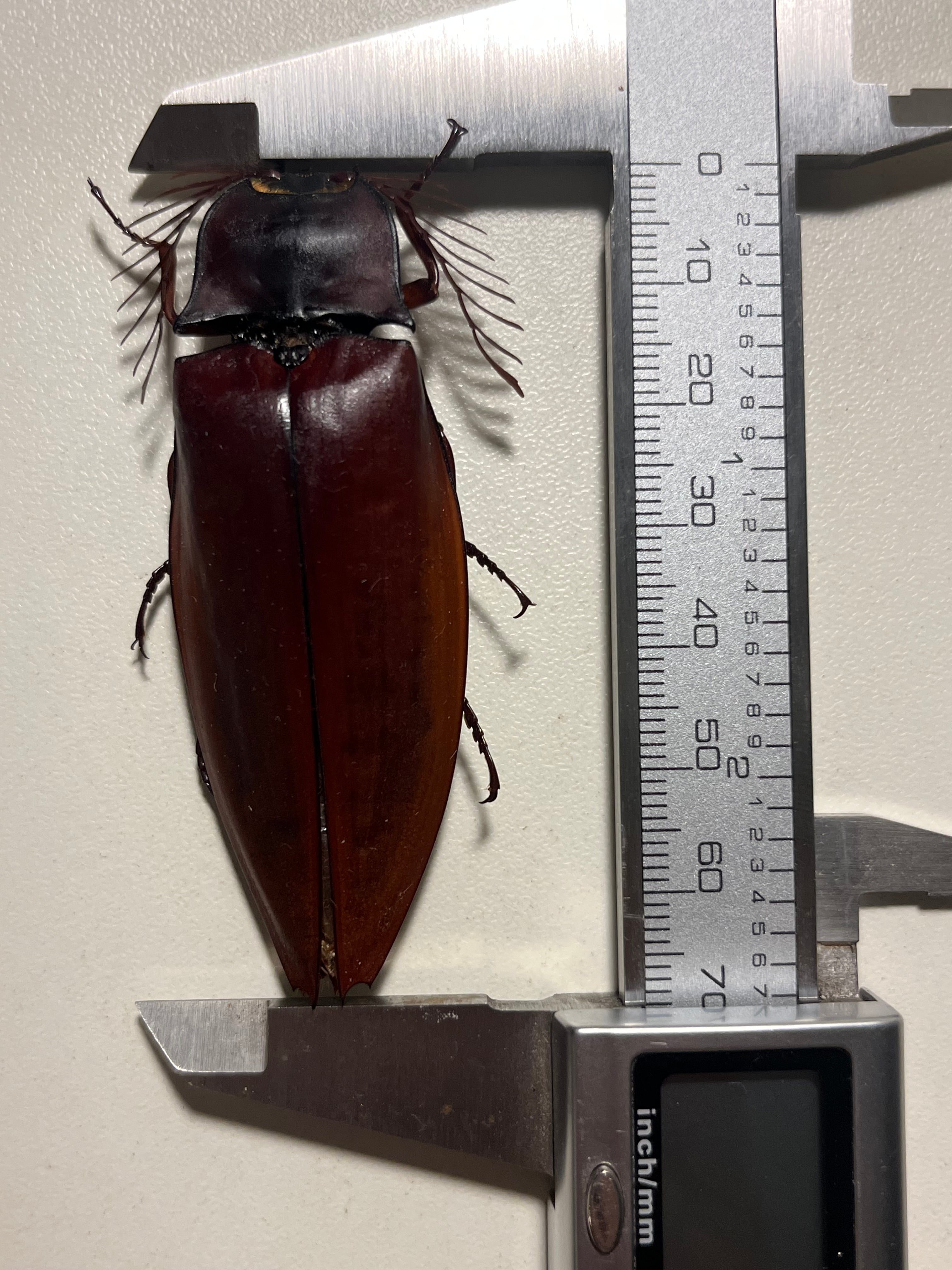 米搗最大級】Oxynopterus sp.コメツキムシ 69mm ハムシフンチュウ