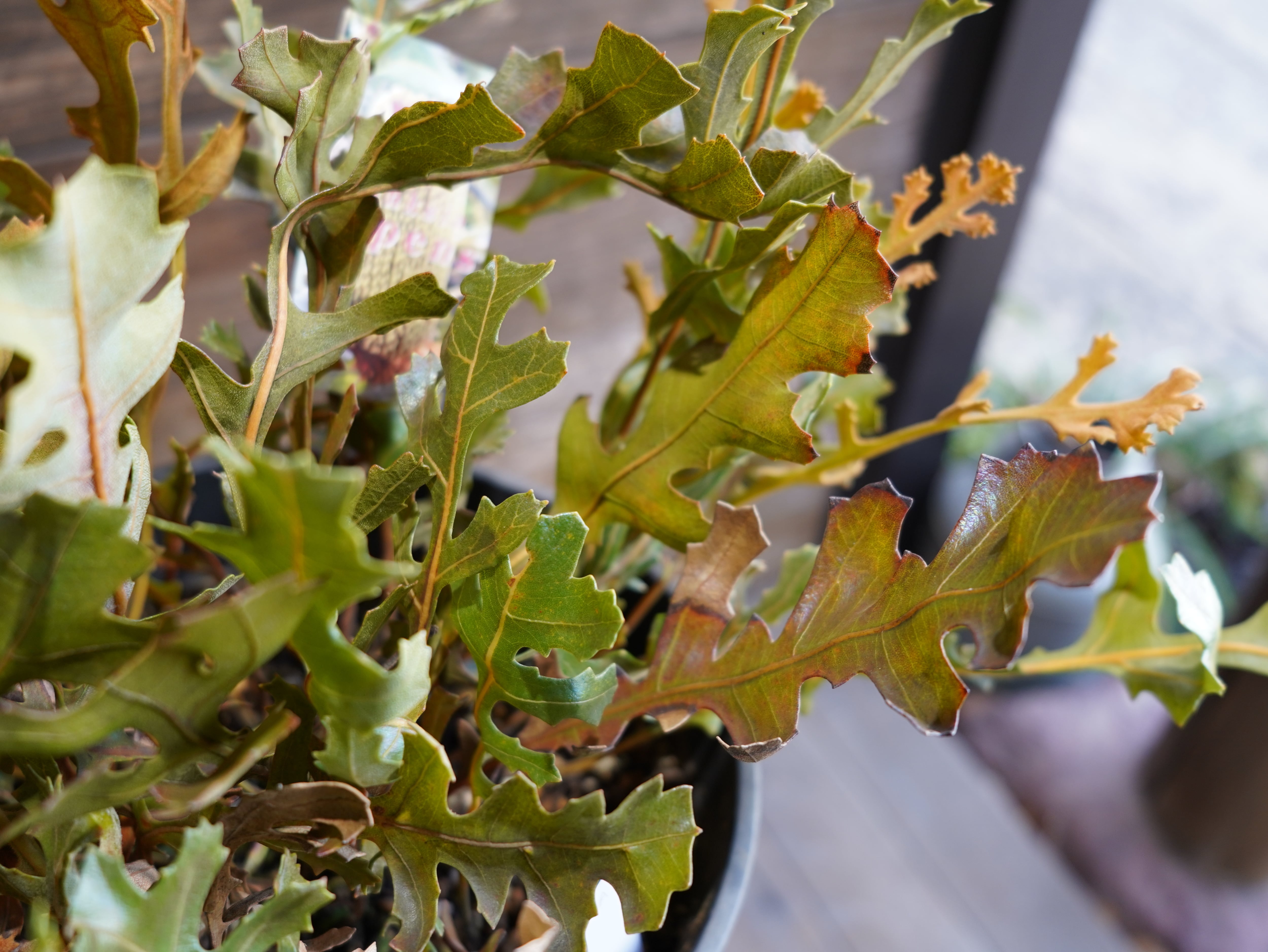 【現物】バンクシア　"レペンス"　A