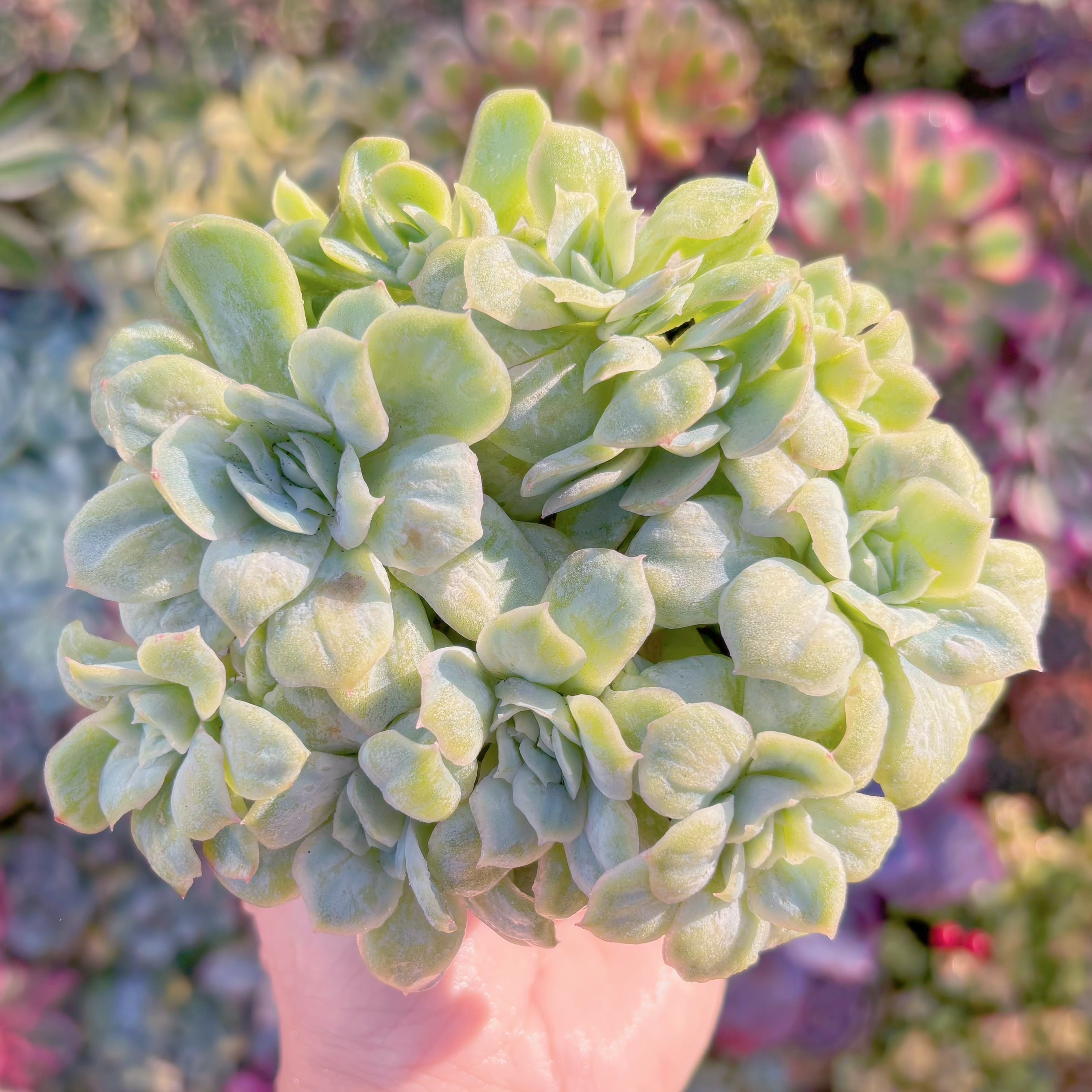 多肉植物　bubble skirt　群生　新入荷　るる農園