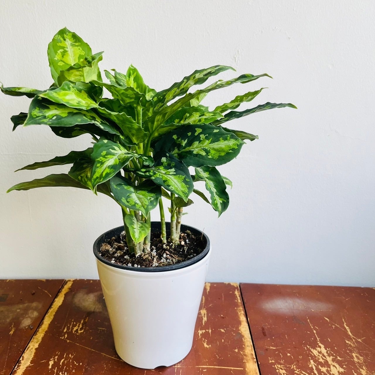 アグラオネマ ピクタム トリカラー（送料込） アグラオネマ ピクタム