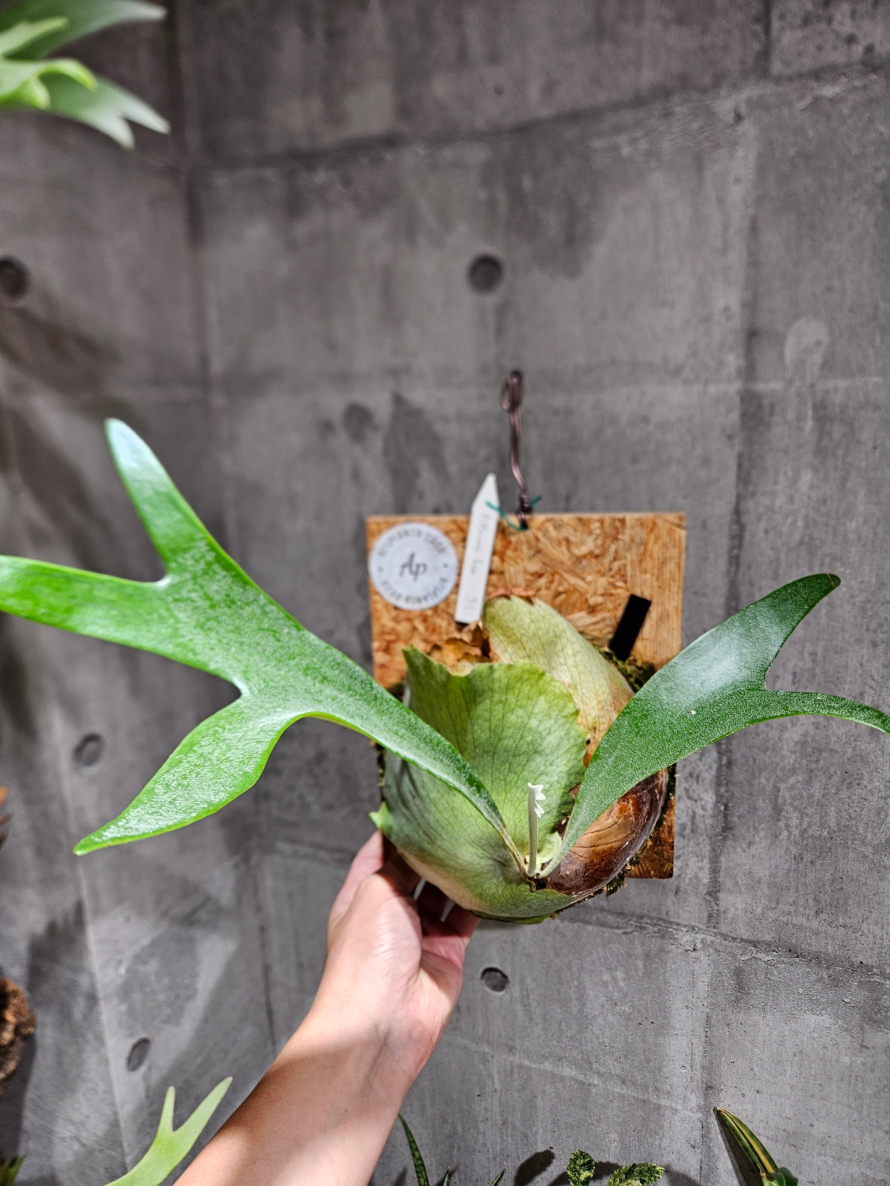 P.Mauna Loa【artPLANTs/PLANTS GARAGE】ビカクシダ/Platycerium