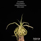 【送料無料】streptophylla ML〔エアプランツ〕現品発送T4693