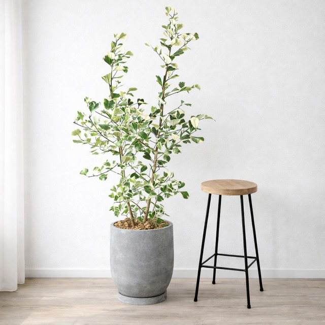 【インテリア鉢／陶器鉢／皿付】アイル エッグ 7号鉢