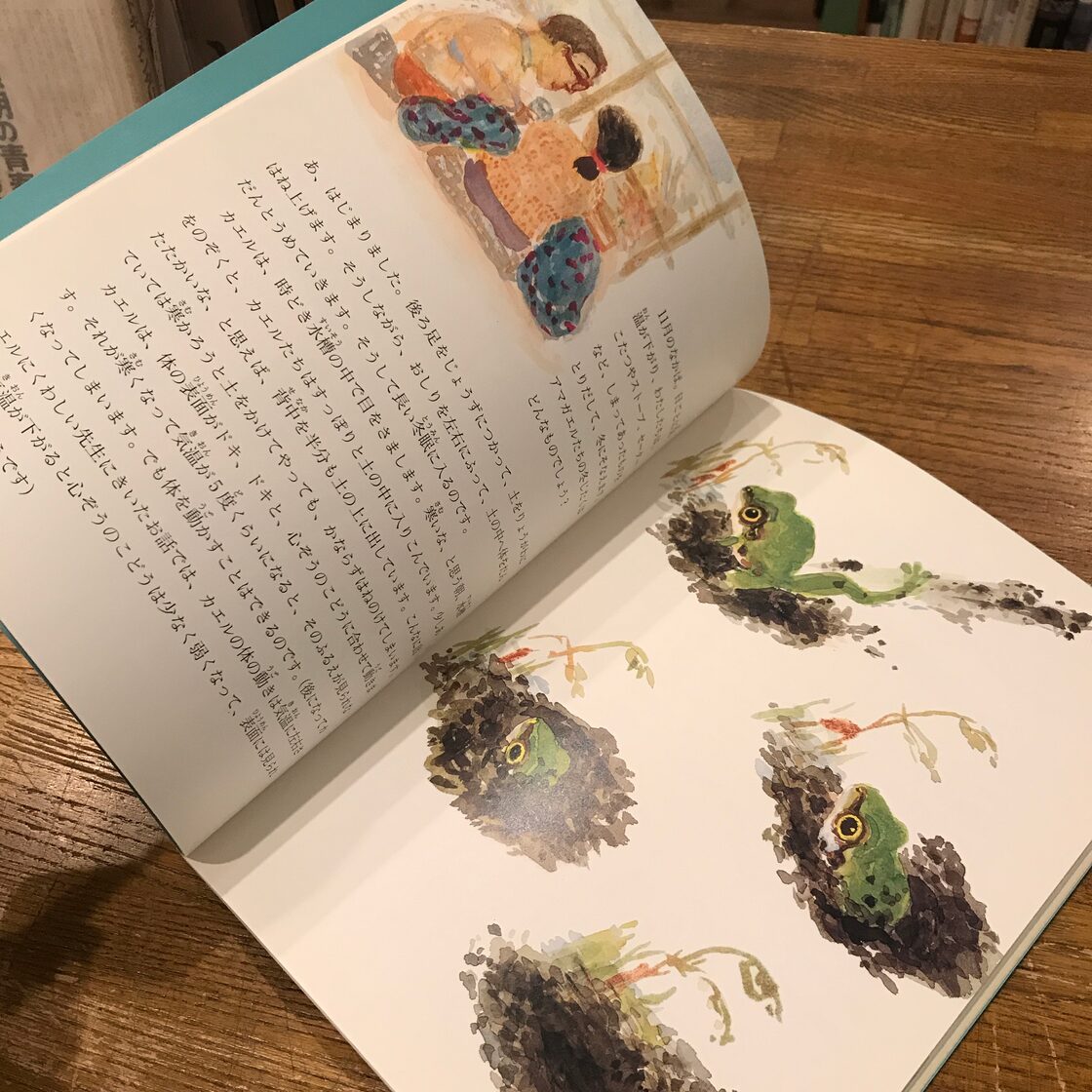 月刊たくさんのふしぎ「アマガエルとくらす」/ 山内祥子・文、片山健 