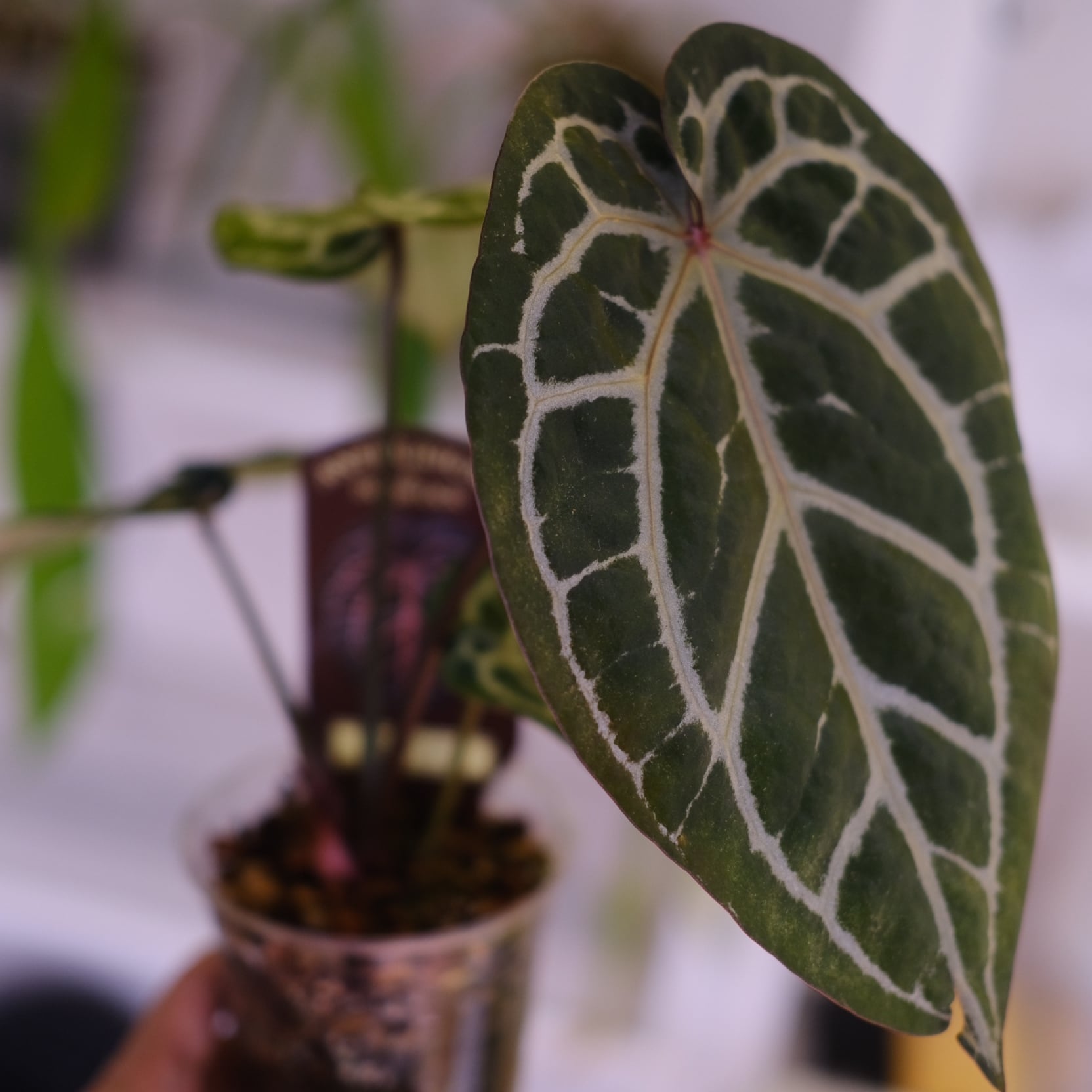 アンスリウム ミシェル ドックブロック 正規タグ】Anthurium 'Michelle' by DOC BLOCK│アンスリウム