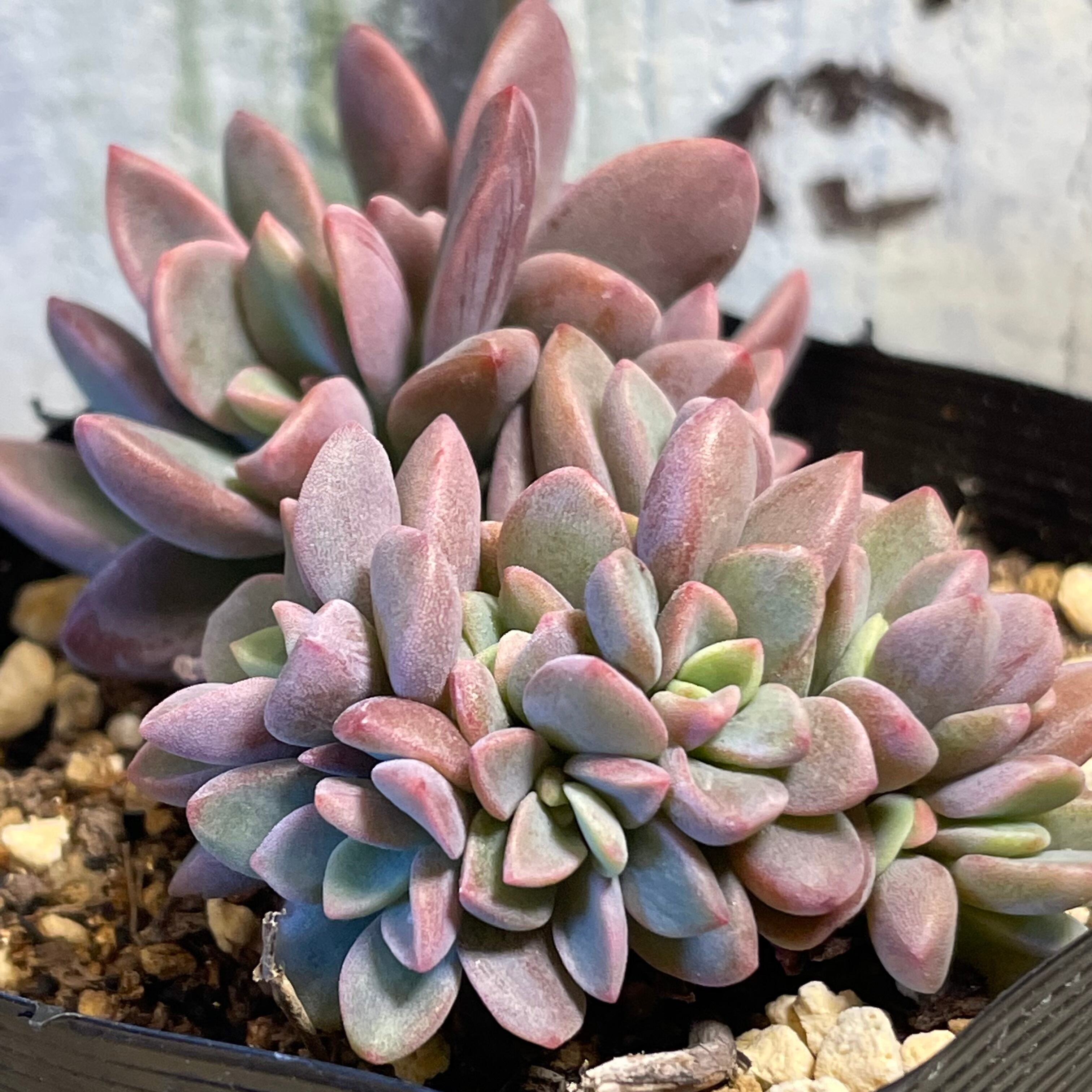 独創的 専用 多肉植物 レズリー 植物 観葉植物 Tintasbeta Com Tintasbeta Com