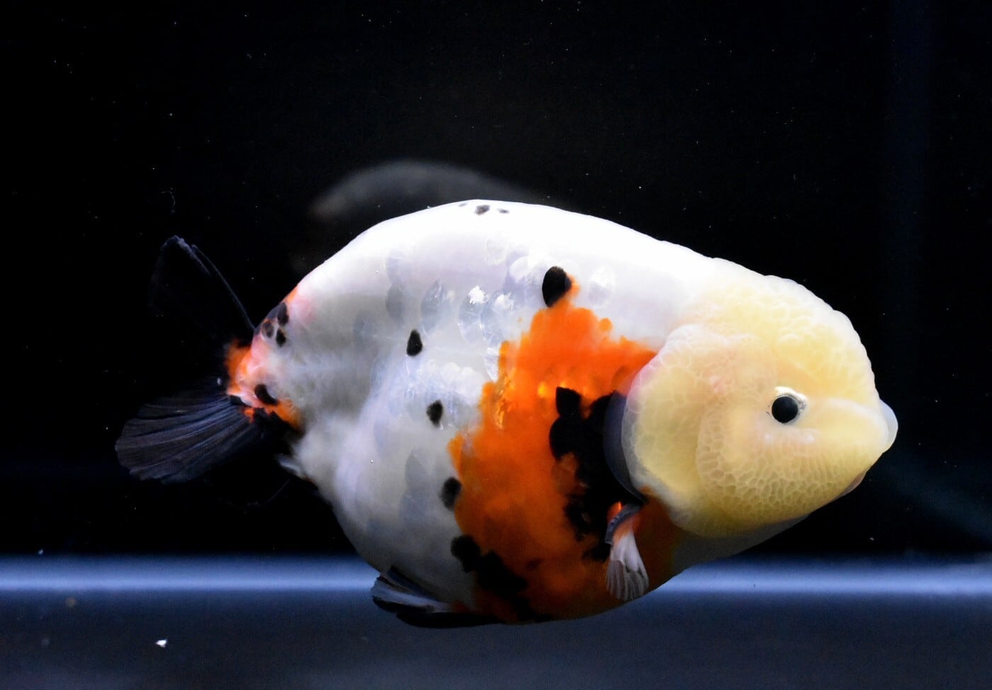 江戸錦【RA-8】 | 〈金魚専門店〉fishfarmjp1