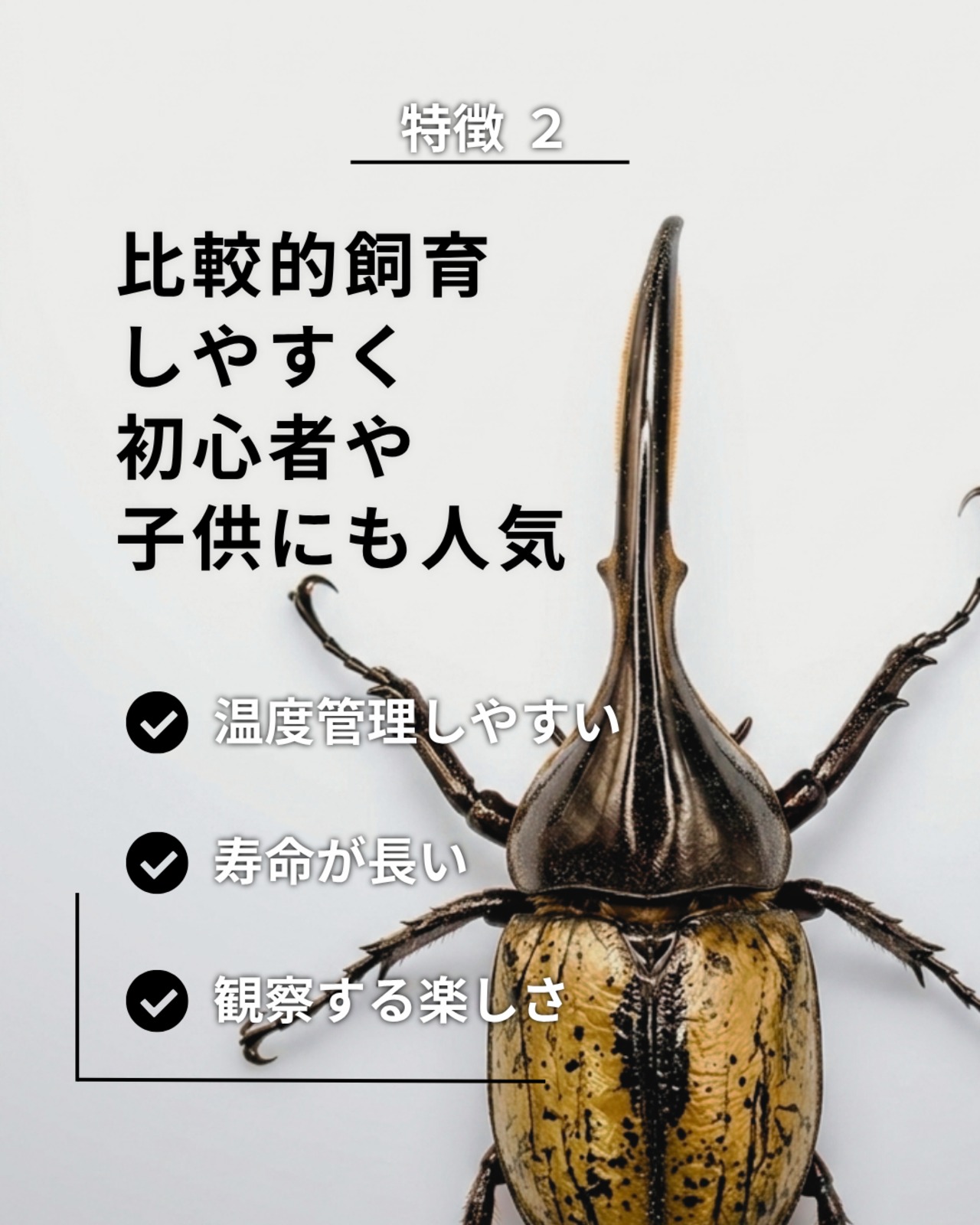 死着保証◯】110mm~120mm ヘラクレスオオカブト 成虫 オス