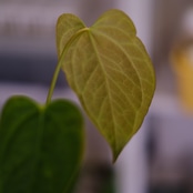 Anthurium Queen of Heart / アンスリウム クイーン オブ ハート⑳ / 観葉植物<育て方・花言葉>