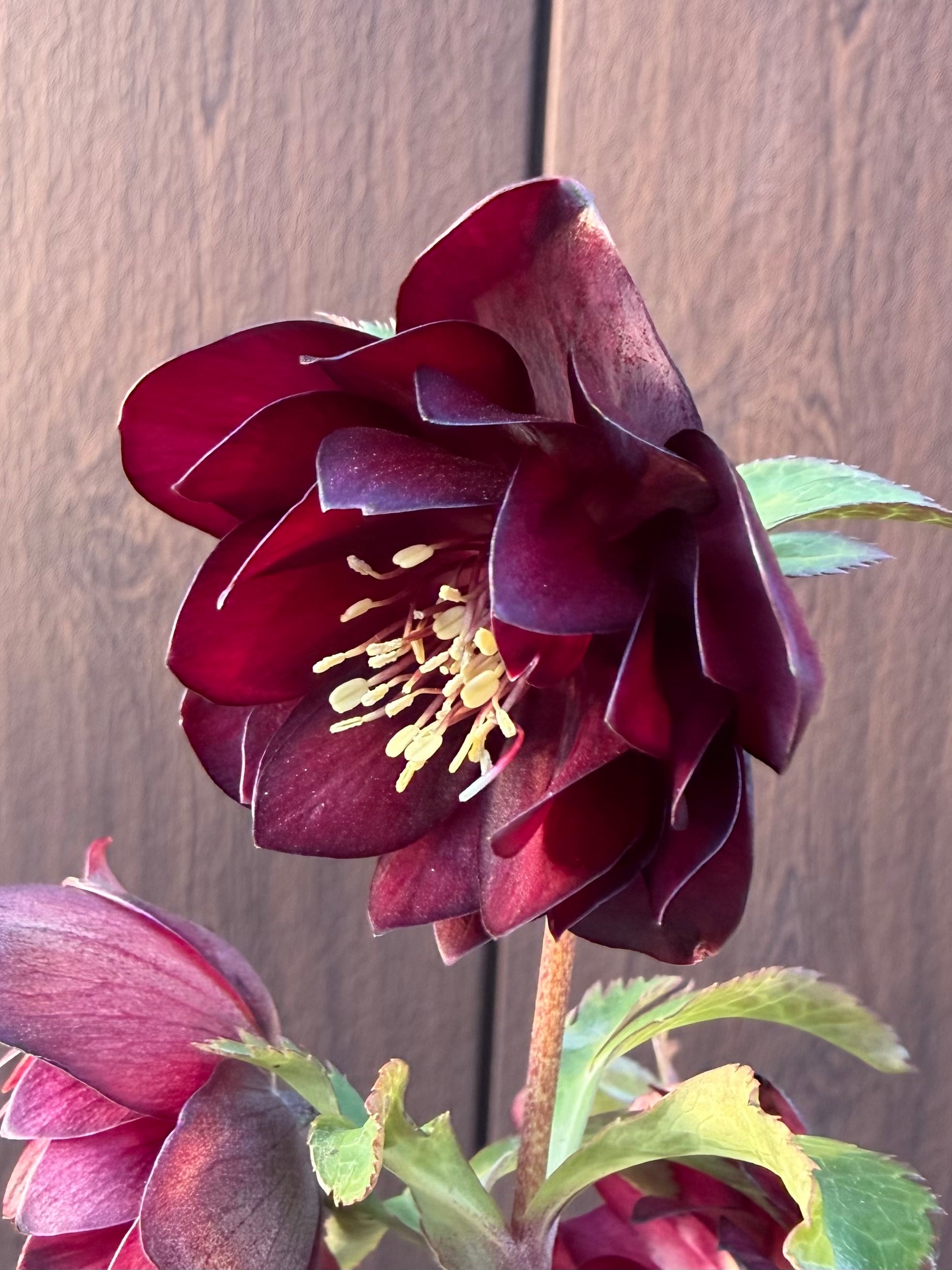 キラメキ☆ディープレッド ※脇芽未確認大特価 加藤農園 クリスマス