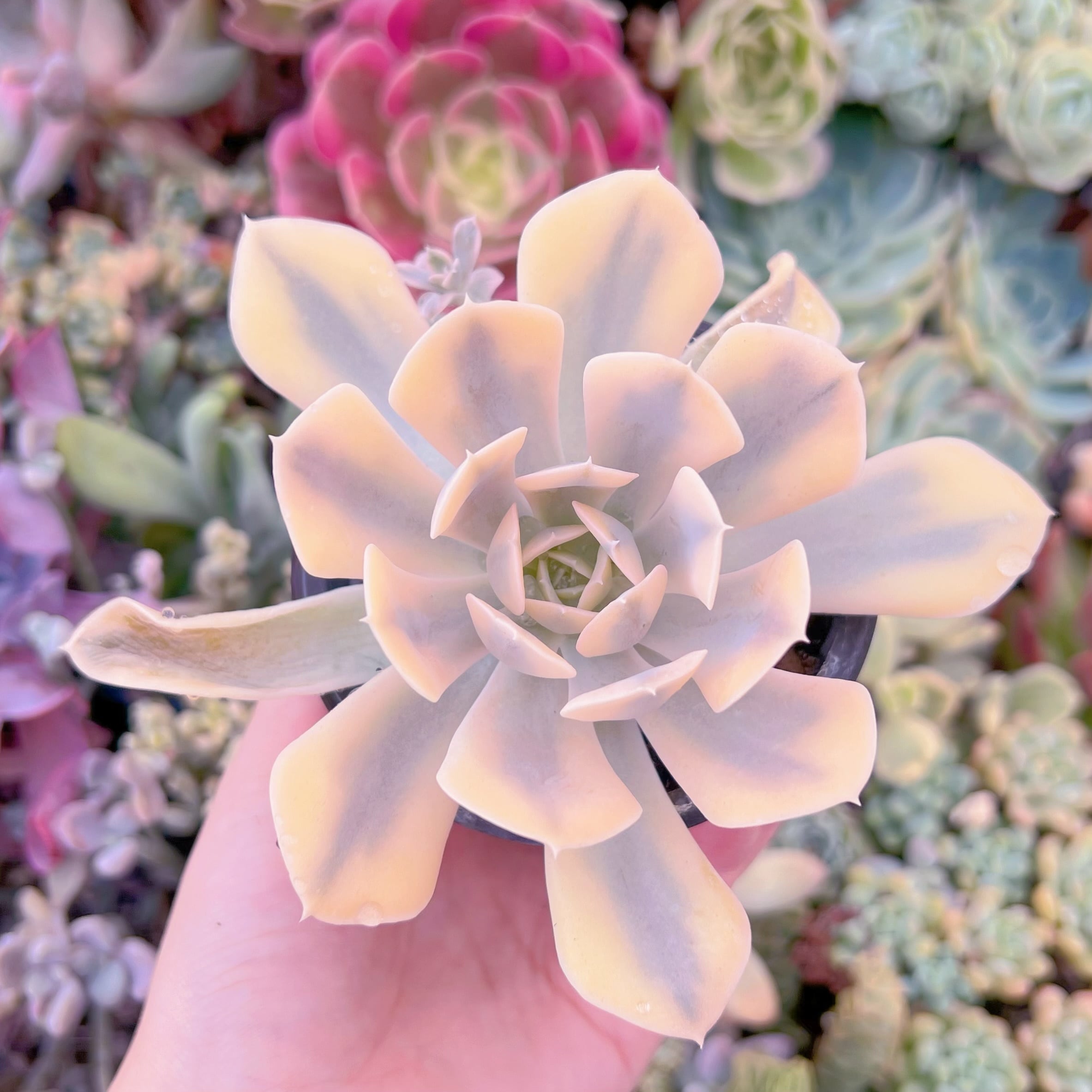 現品　ルヨンニー錦#F036　るる農園