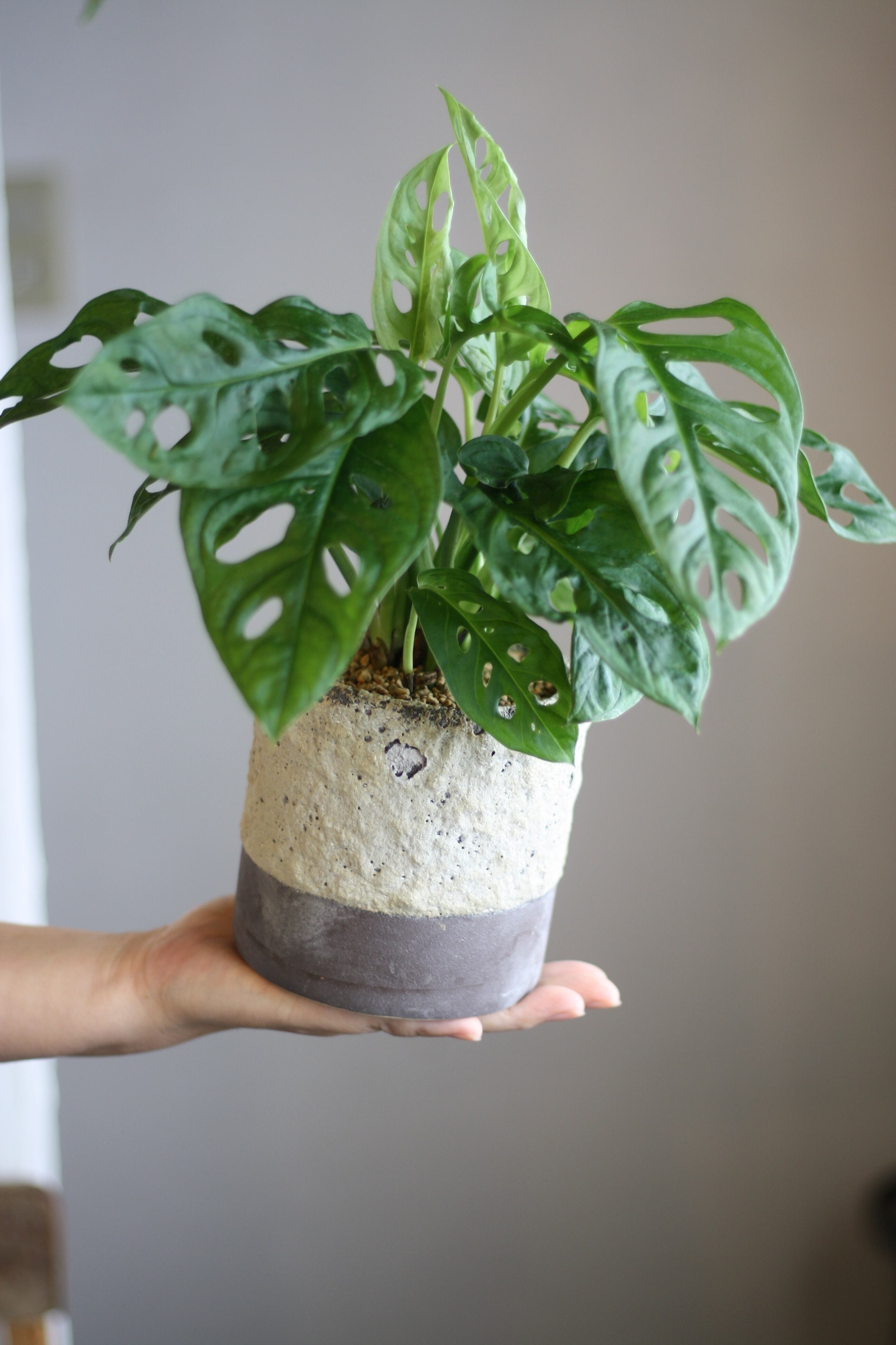 フィロデンドロン ウィリアムシー斑入り（Philodendron