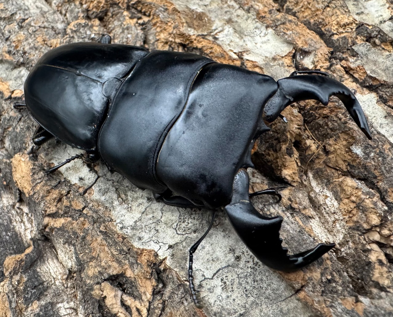 【WD】《ダイオウヒラタ 東ジャワ産 81mm ペア》②