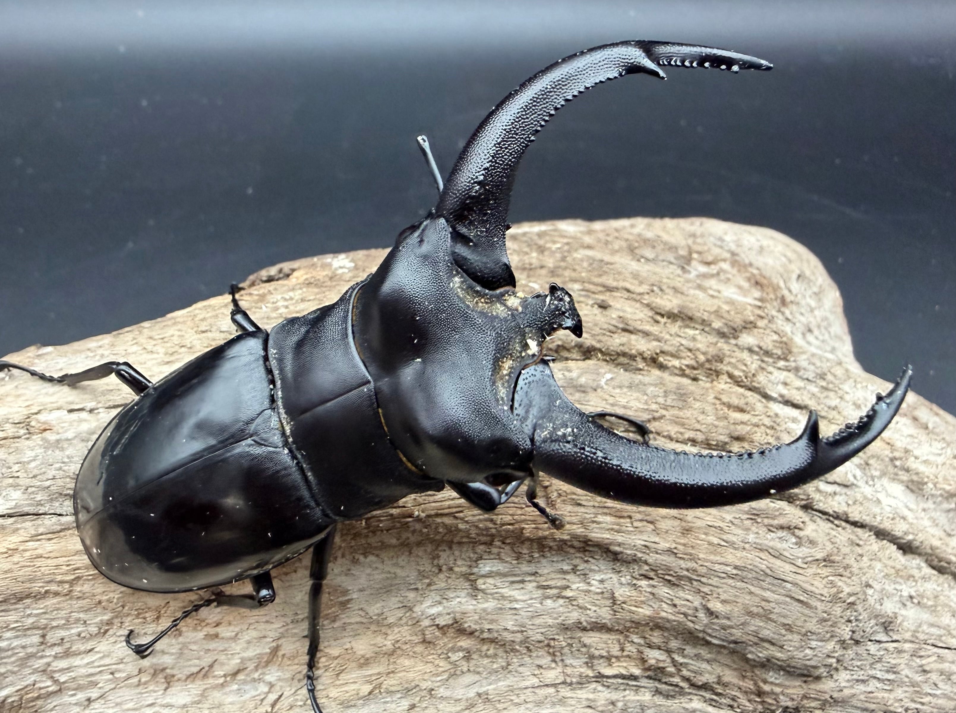 WD】《リノケロスフタマタ亜種chaudoiri 92mm A'品ペア》 | KPW公式